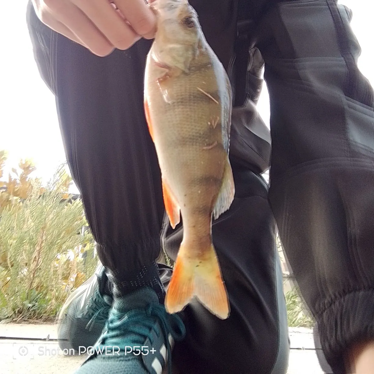 European perch caught on Fishbrain