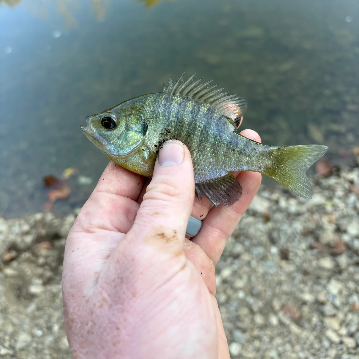 Bluegill caught on Fishbrain