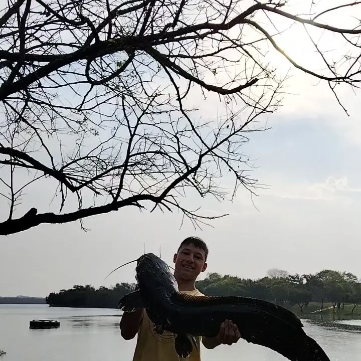 The most recent North African catfish catches on Fishbrain