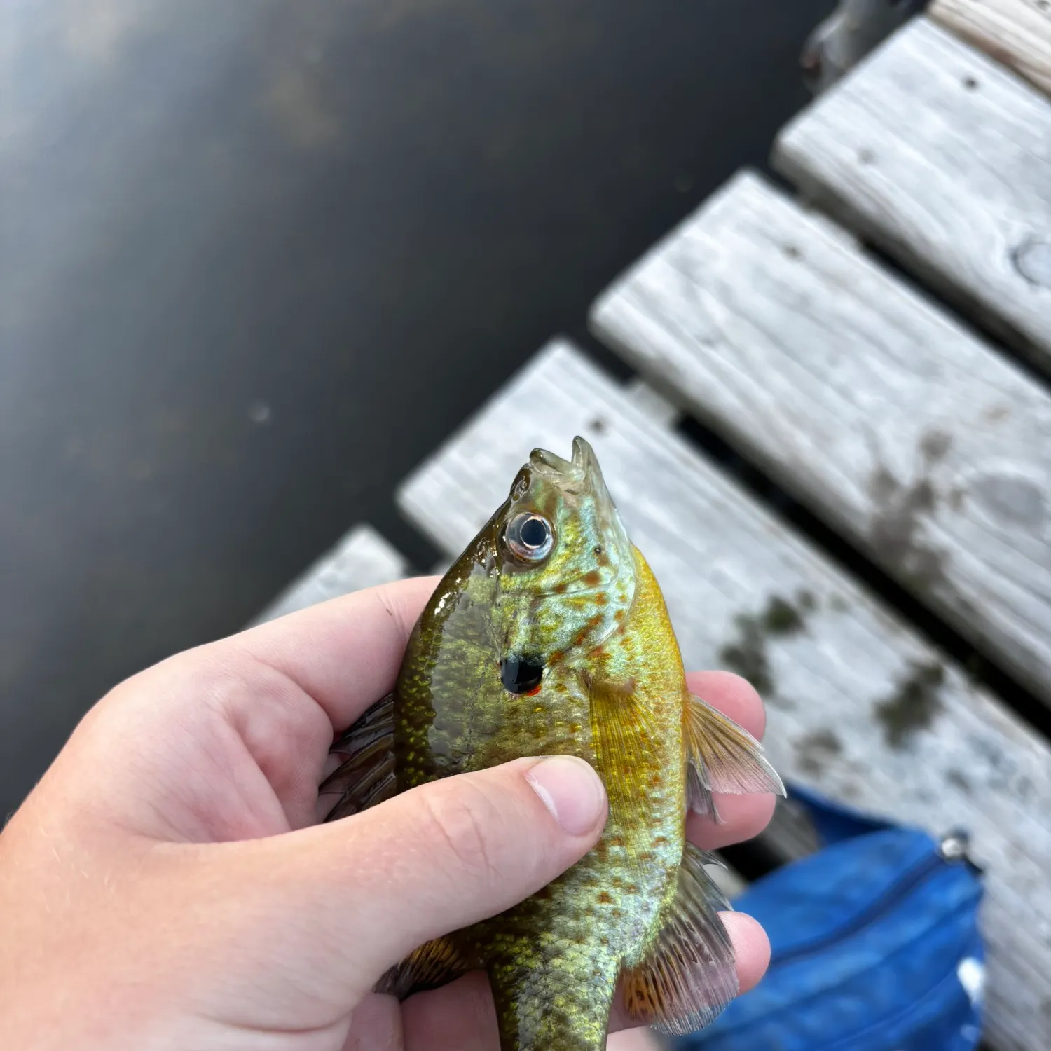 Redear sunfish caught on Fishbrain