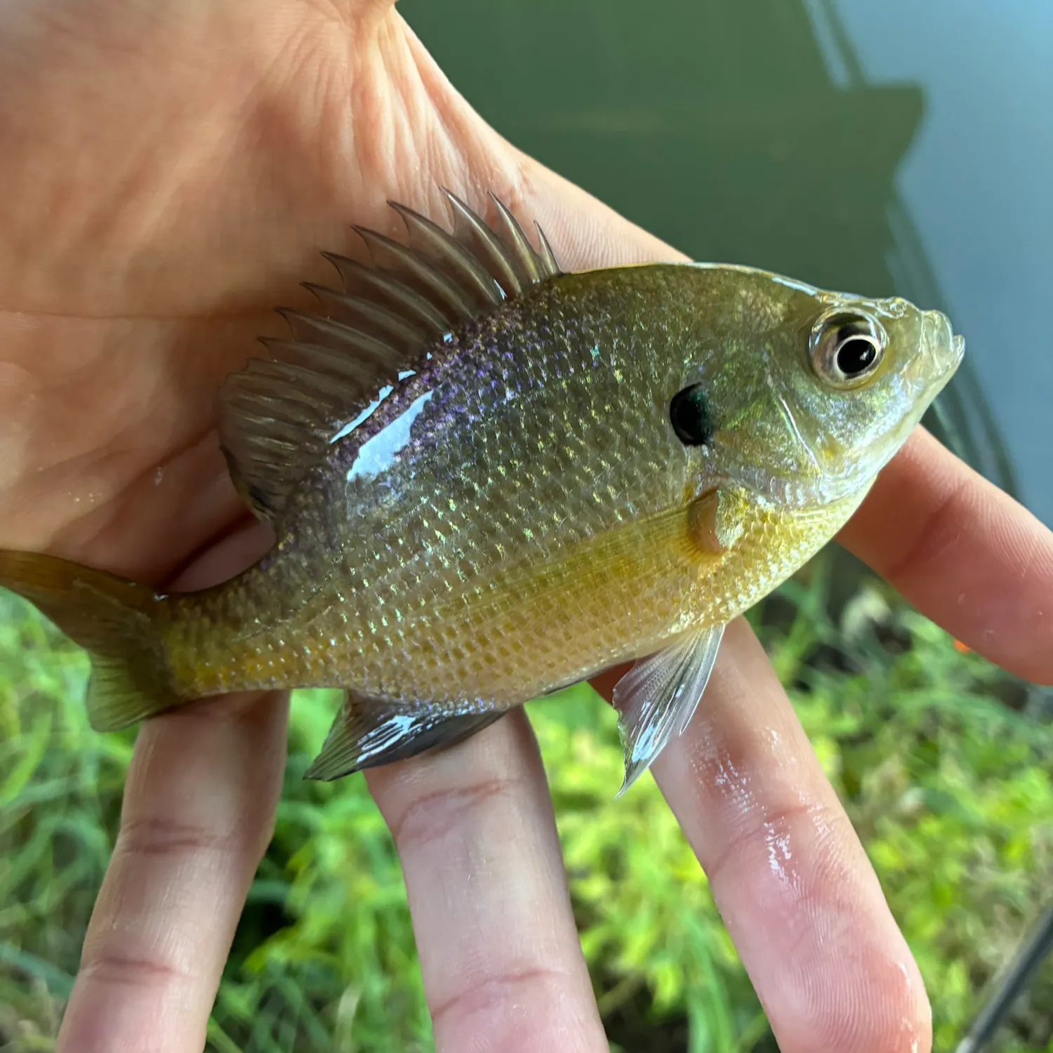 Bluegill caught on Fishbrain