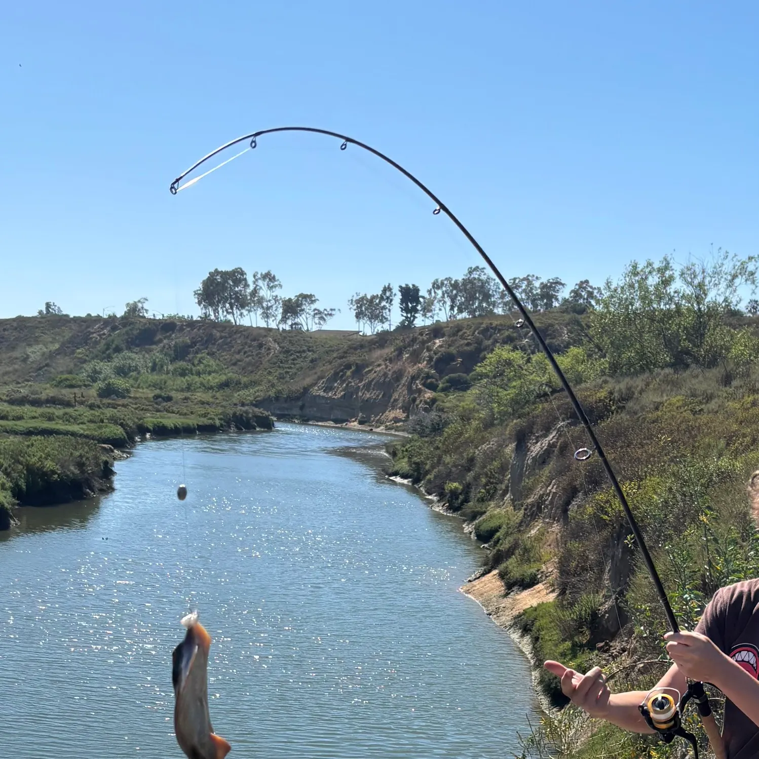 The most recent Common stingaree catches on Fishbrain