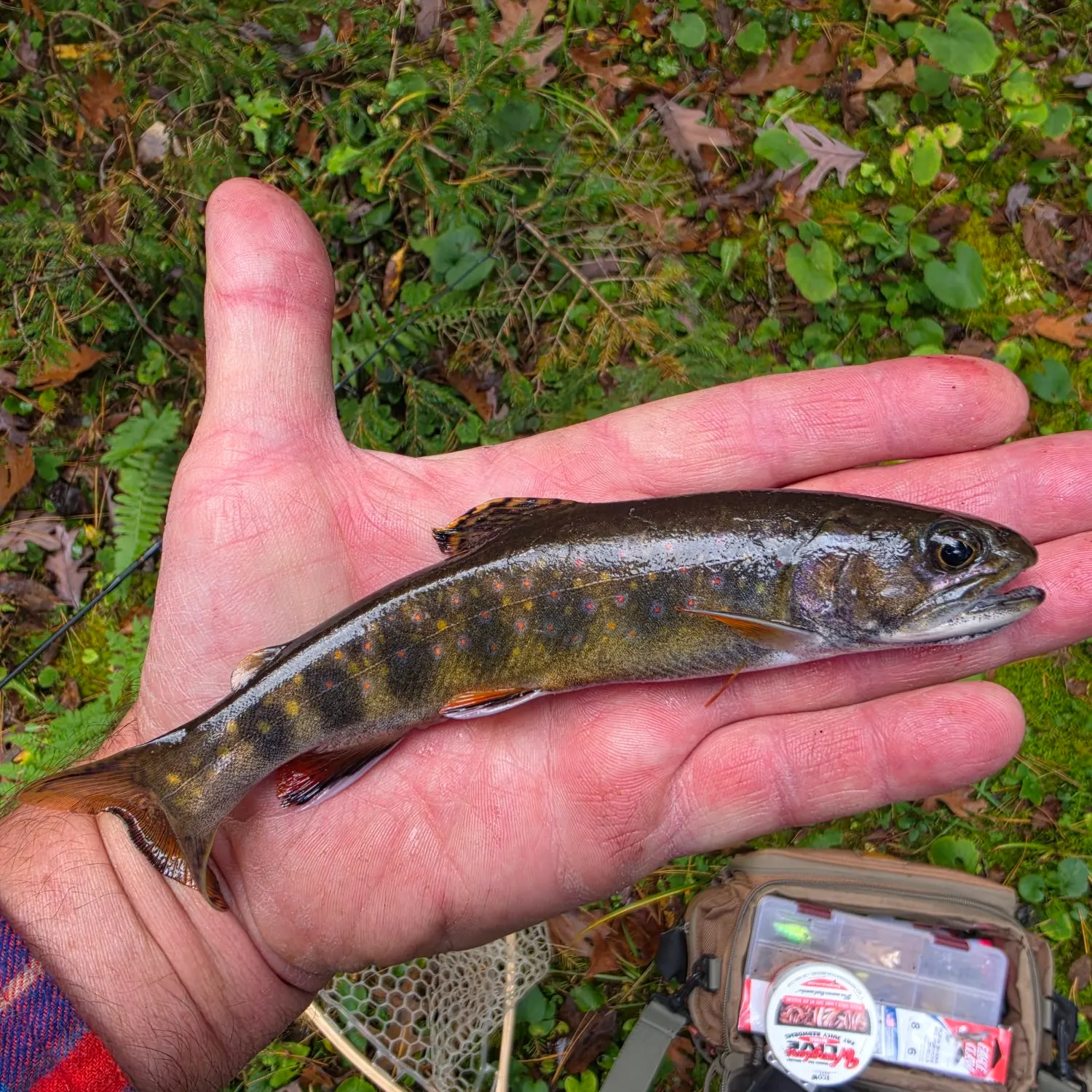 Brook trout caught on Fishbrain