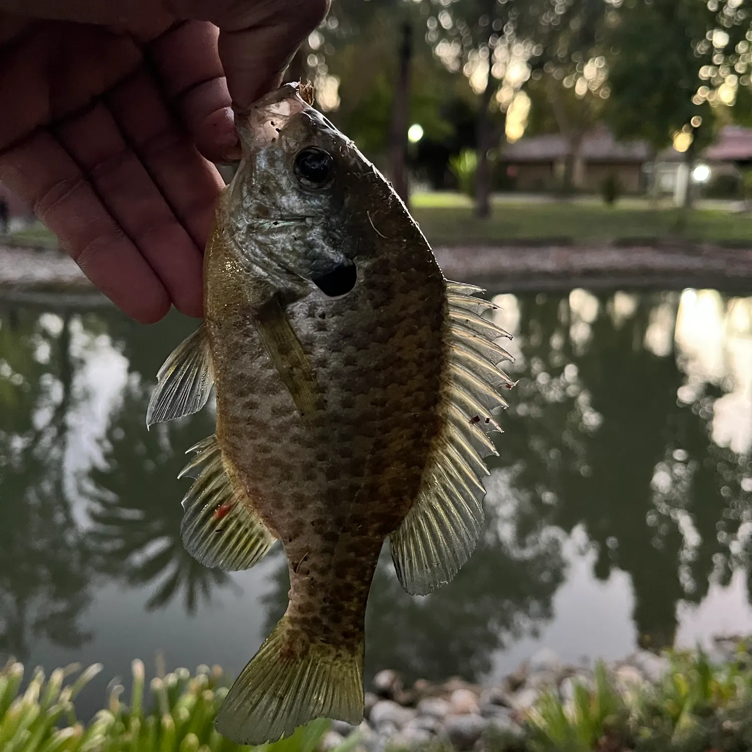 Bluegill caught on Fishbrain