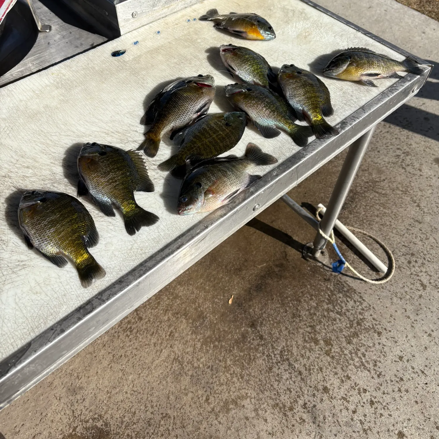 Bluegill caught on Fishbrain