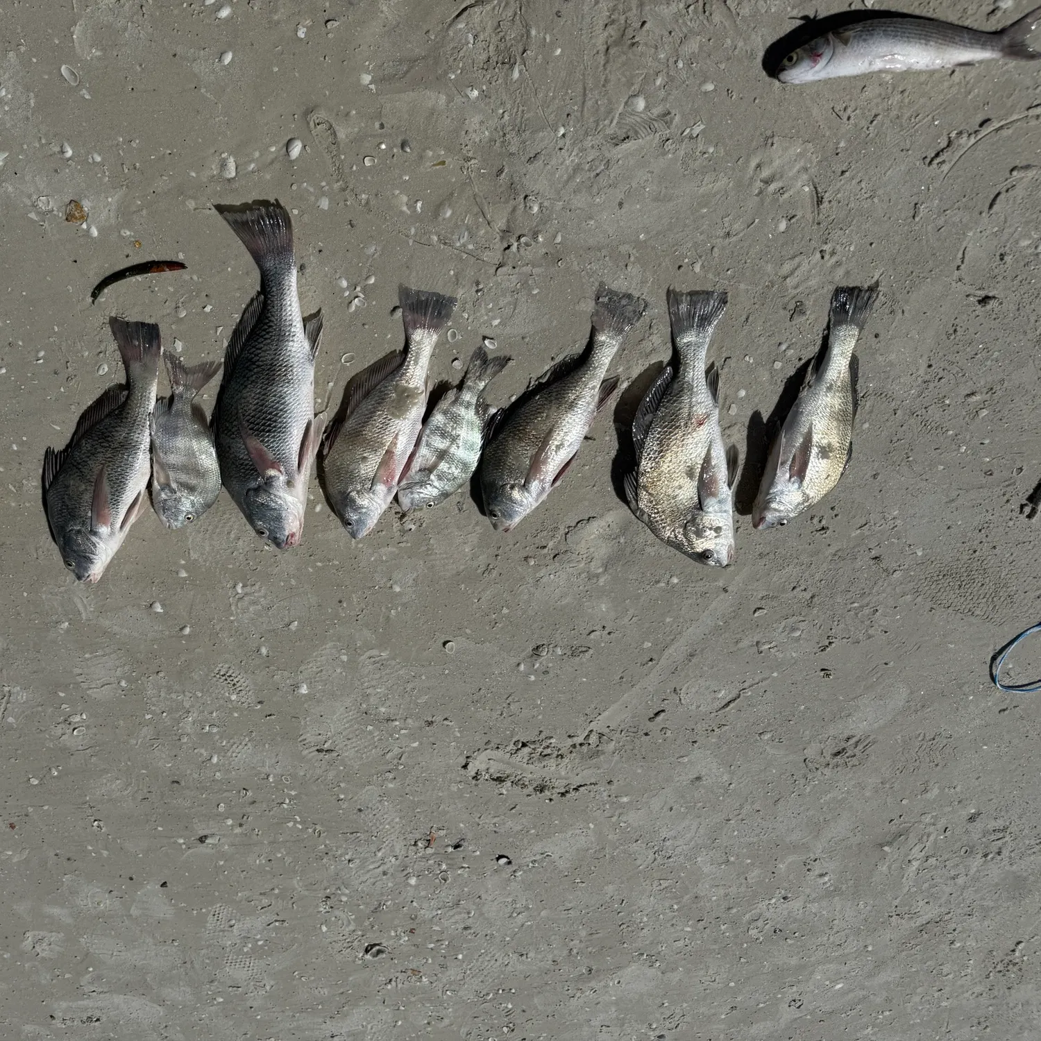 recently logged catches