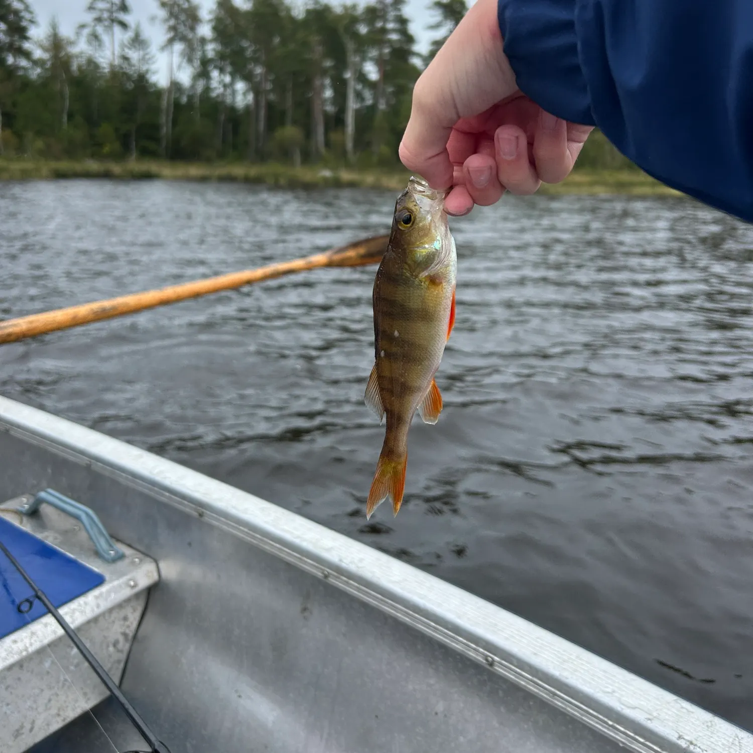 European perch caught on Fishbrain