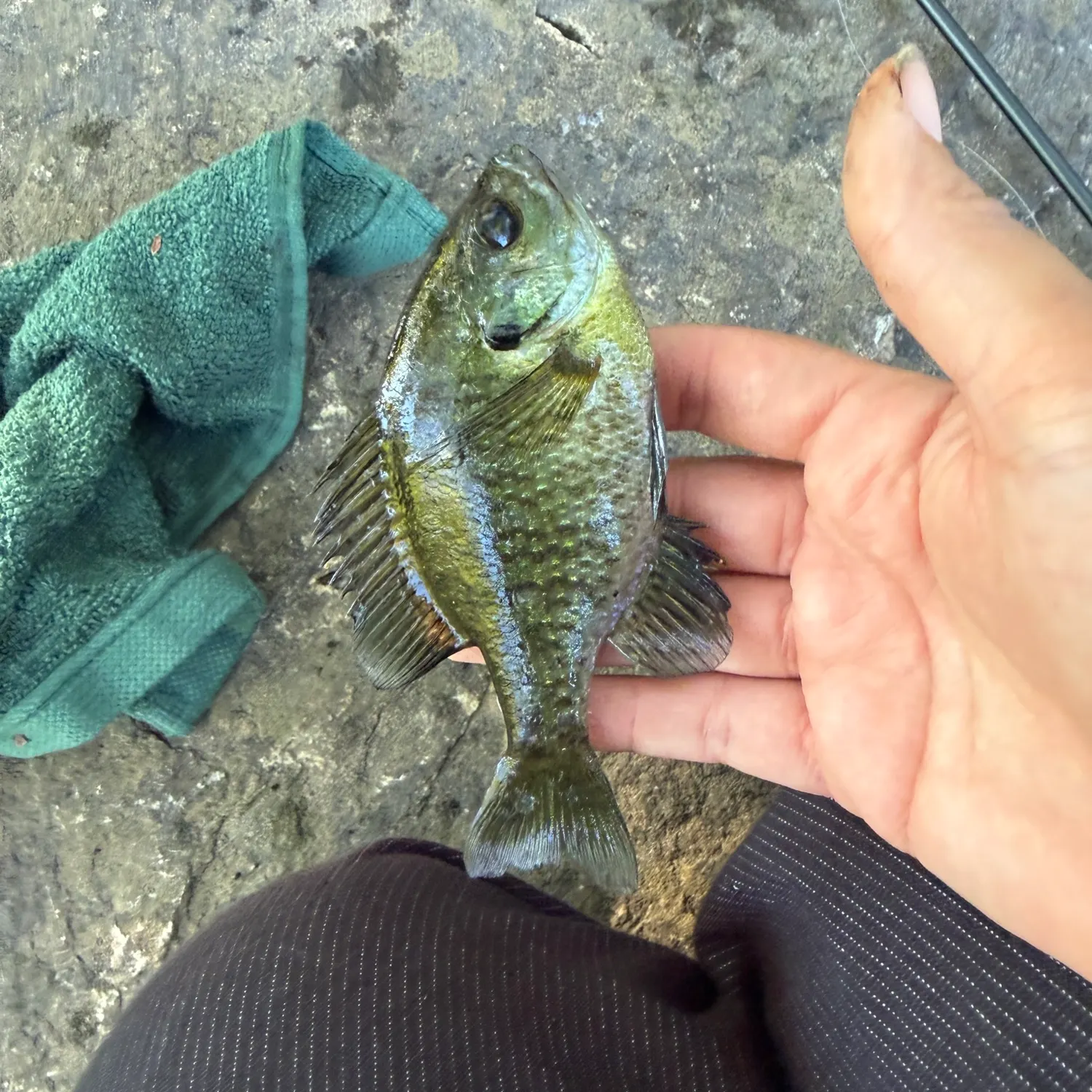 Bluegill caught on Fishbrain