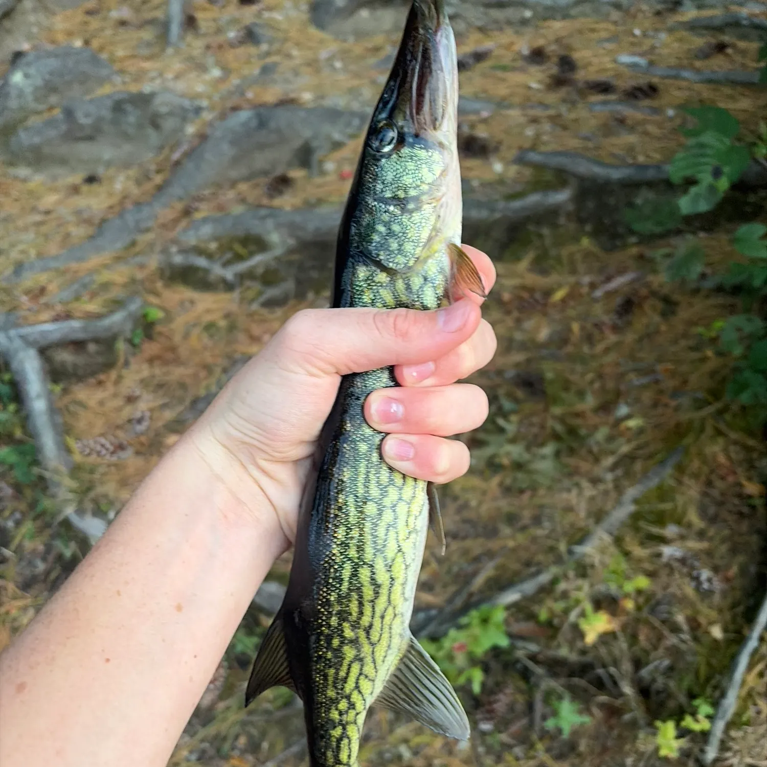 Chain pickerel caught on Fishbrain