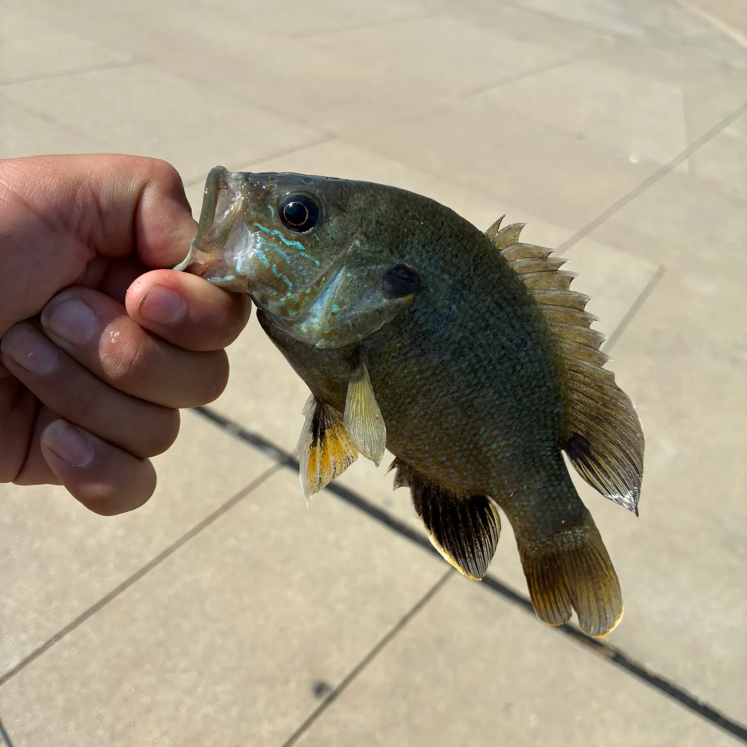 catch