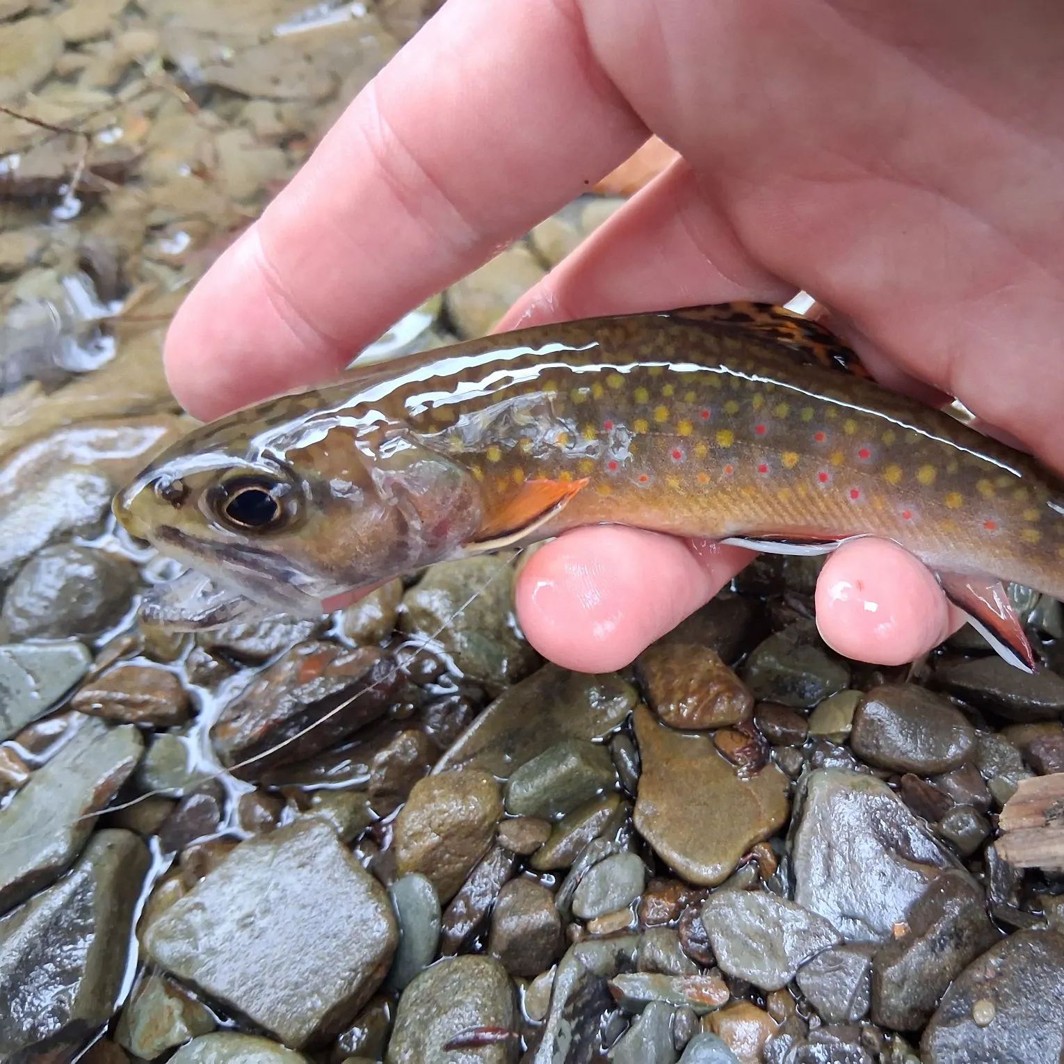 The most recent Brook trout catches on Fishbrain