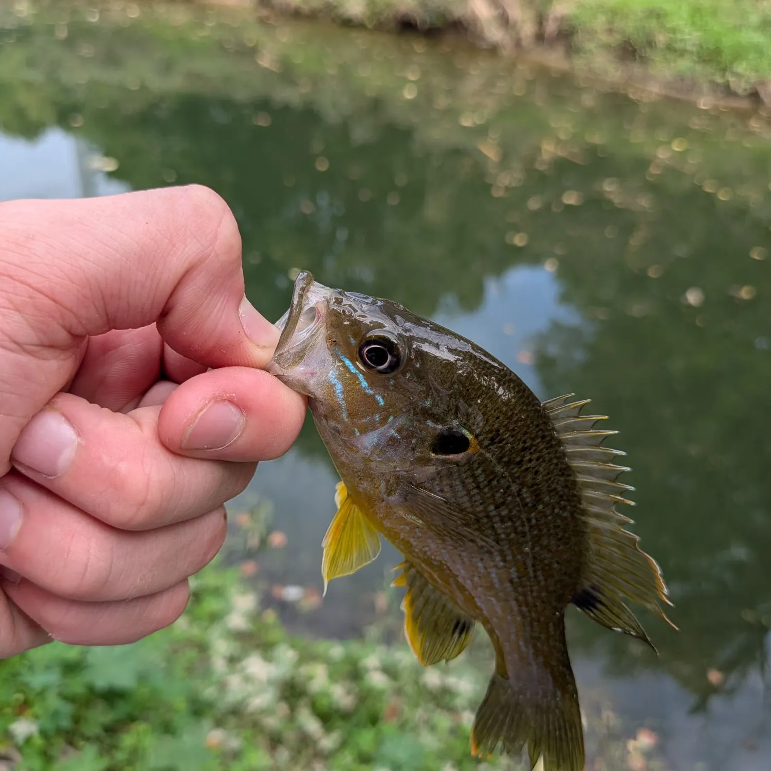 Green sunfish caught on Fishbrain