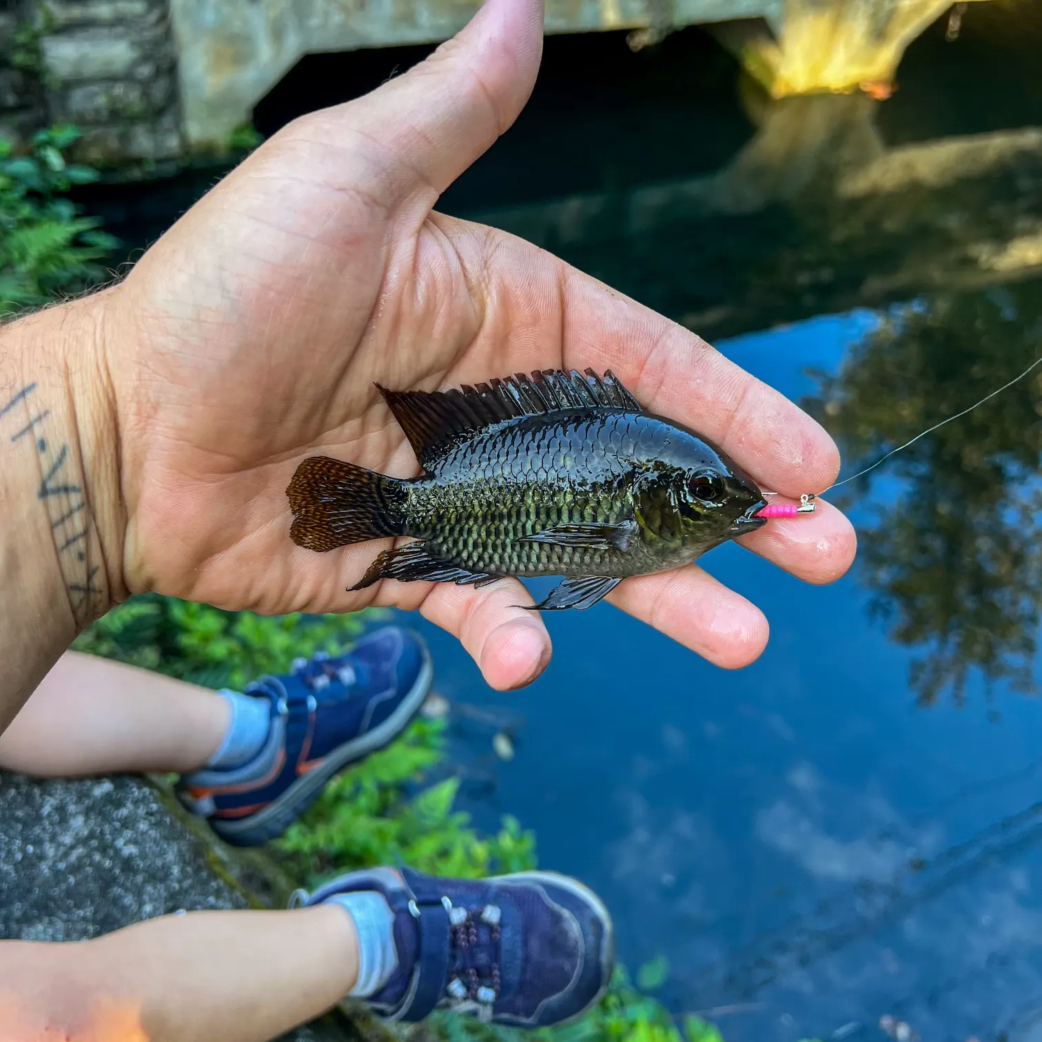 The most recent Dimerus cichlid catches on Fishbrain