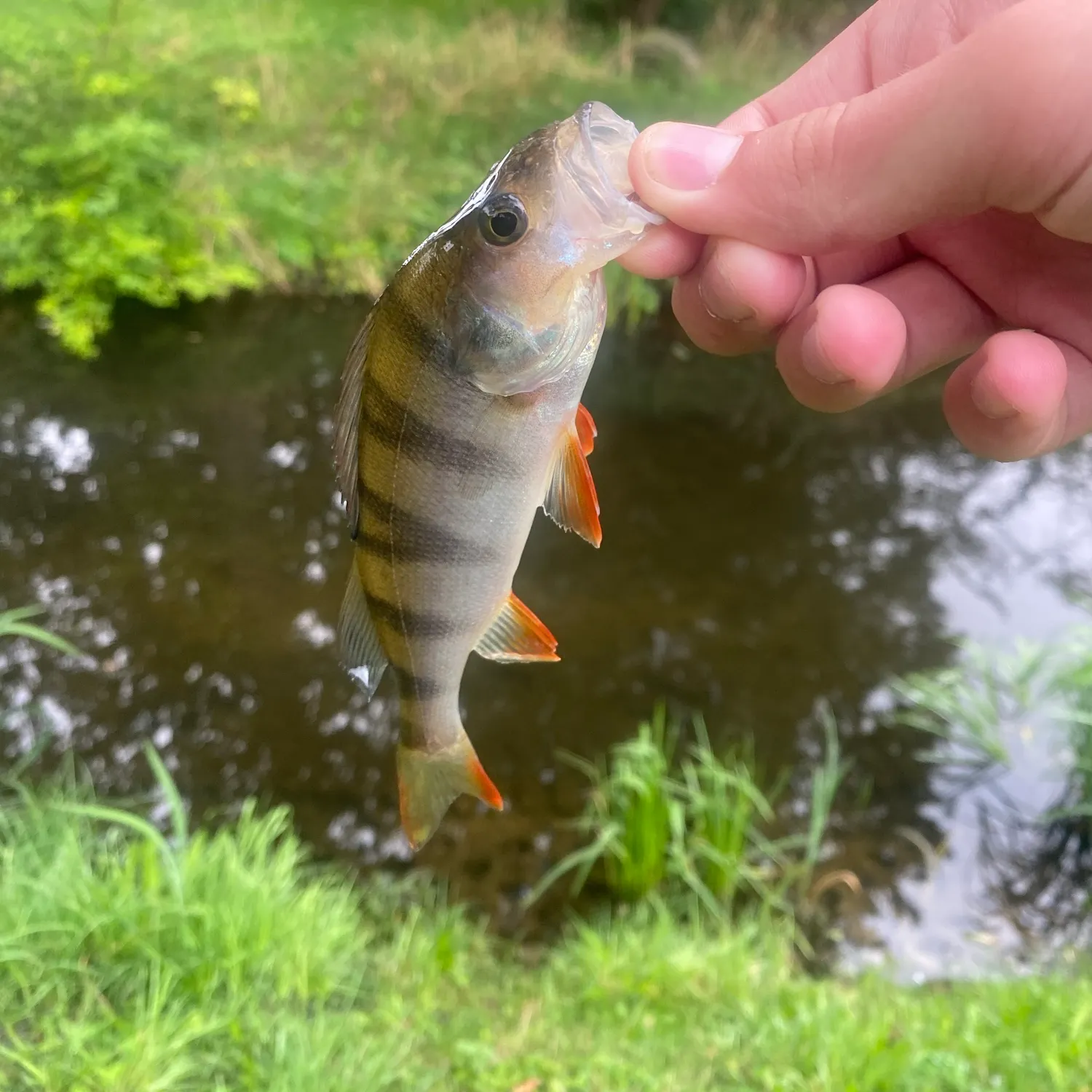 European perch caught on Fishbrain