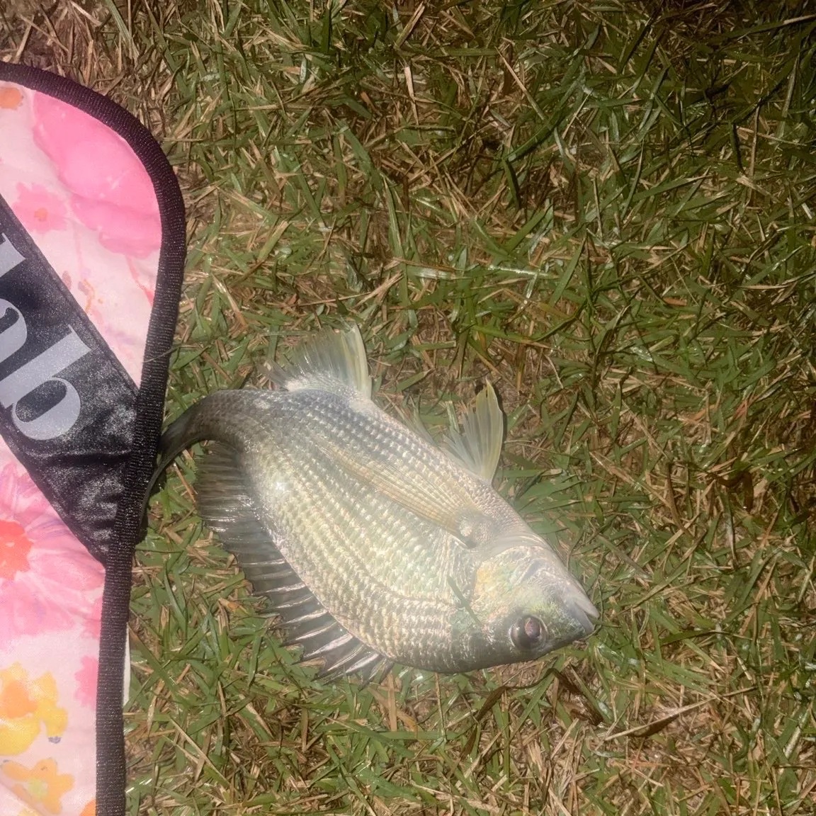 The most recent Surf bream catches on Fishbrain