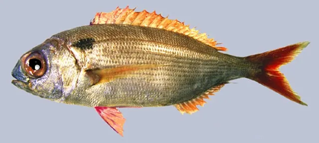 Blackspot seabream