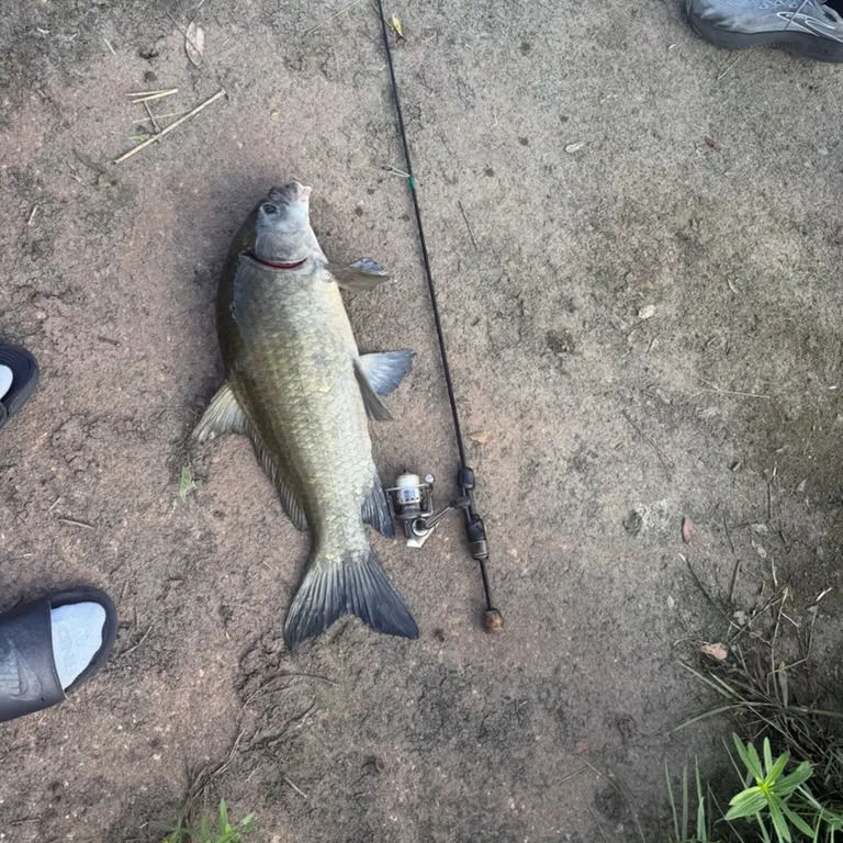 Black buffalo caught on Fishbrain