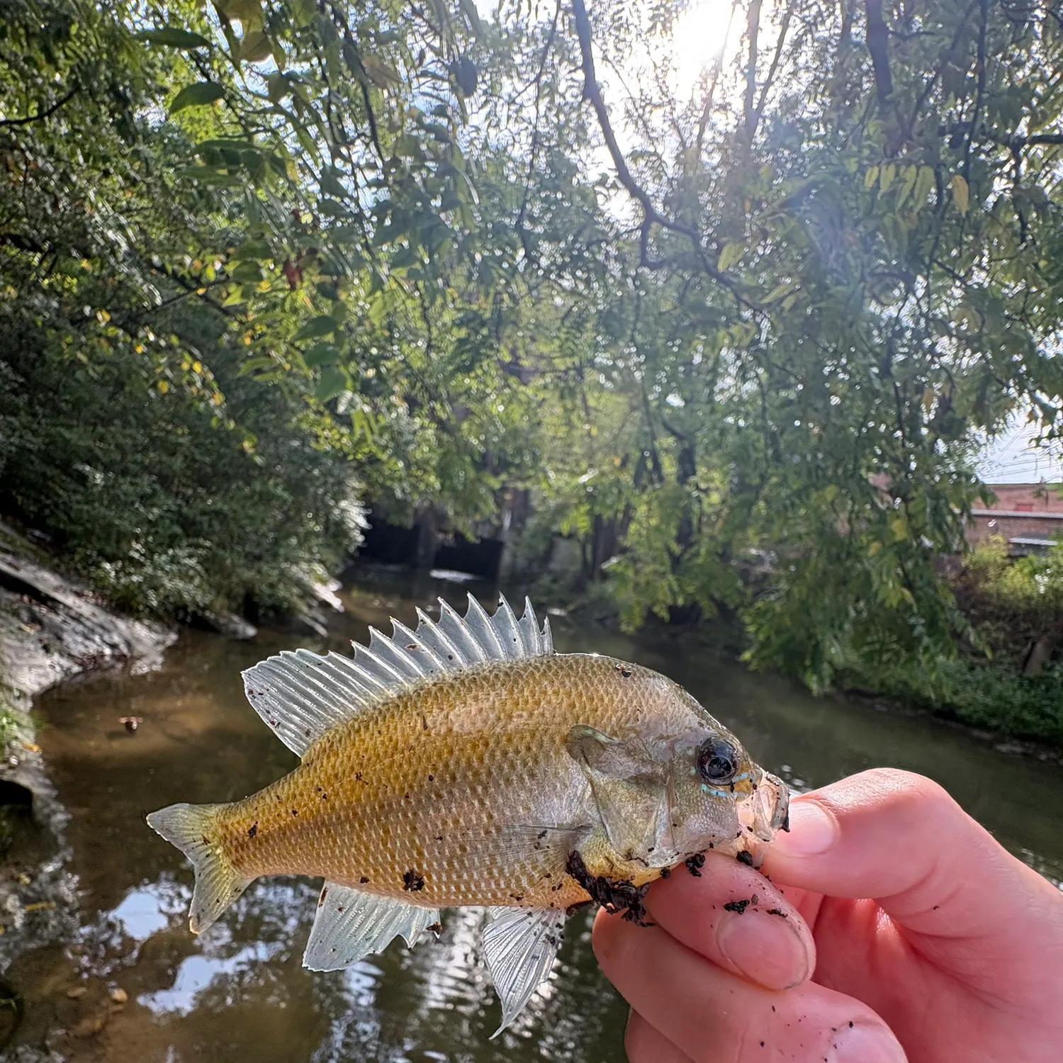 Redbreast sunfish caught on Fishbrain