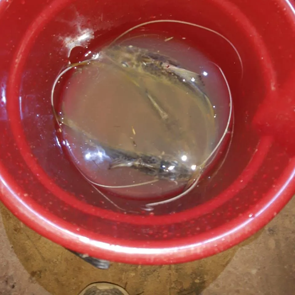 The most recent Trahira catches on Fishbrain