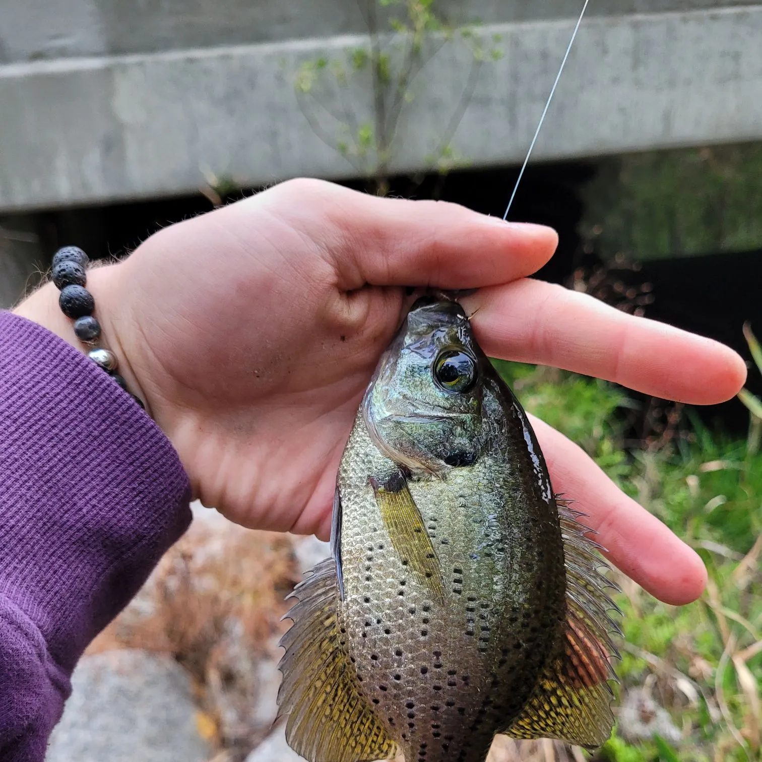 The most recent Flier catches on Fishbrain