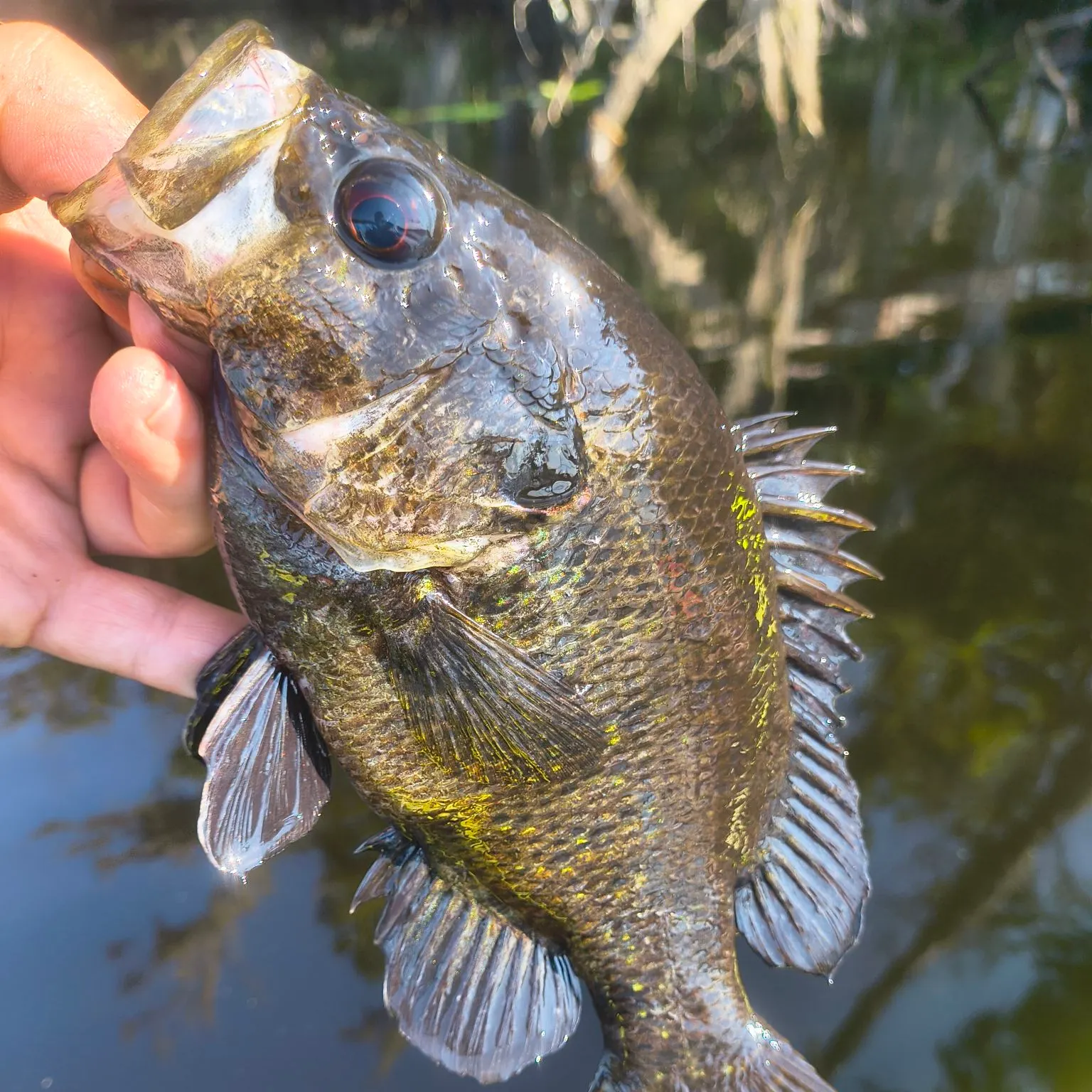 Warmouth caught on Fishbrain