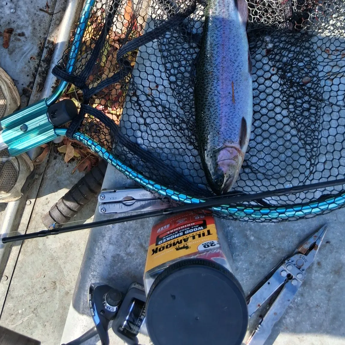 Rainbow trout caught on Fishbrain