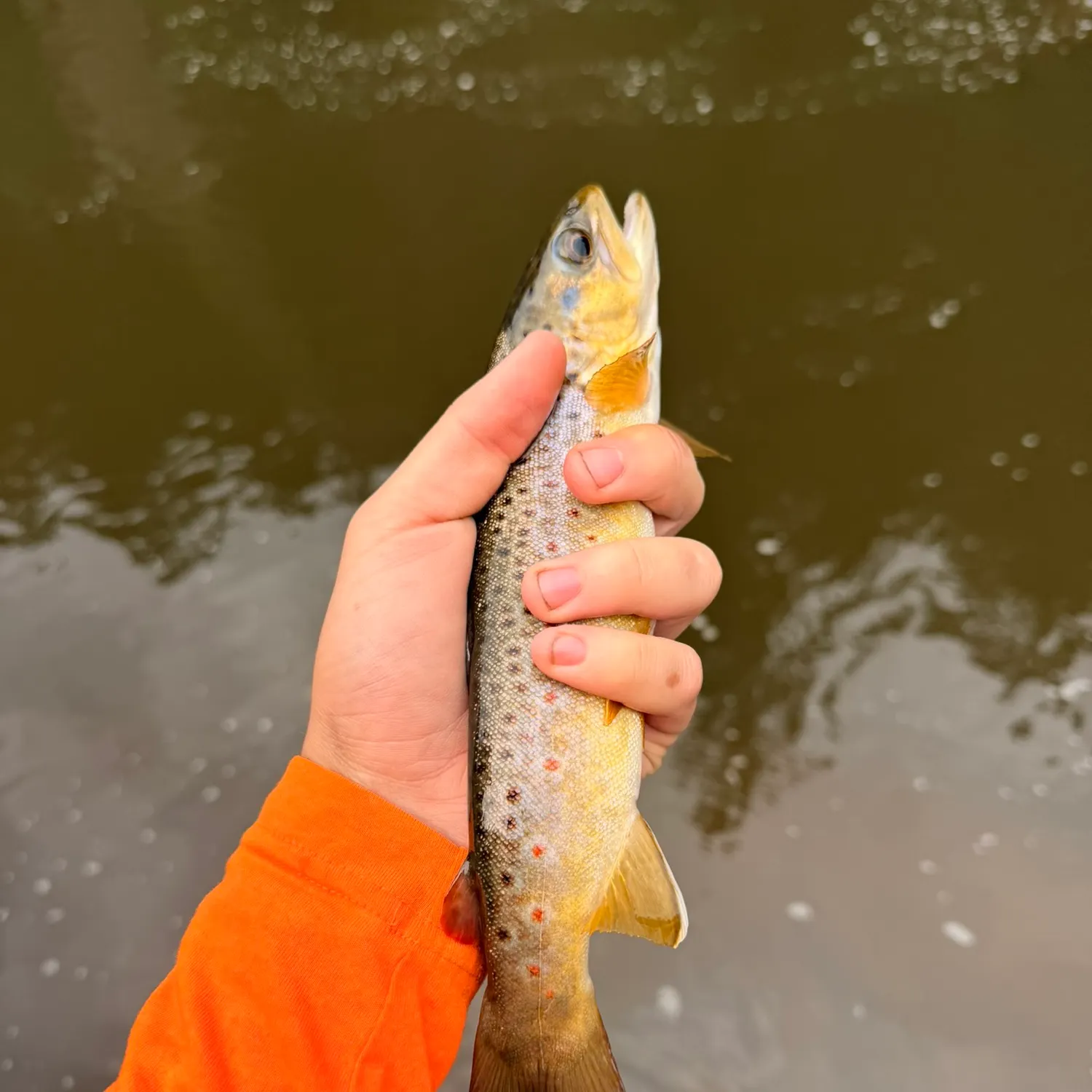 Brown trout caught on Fishbrain