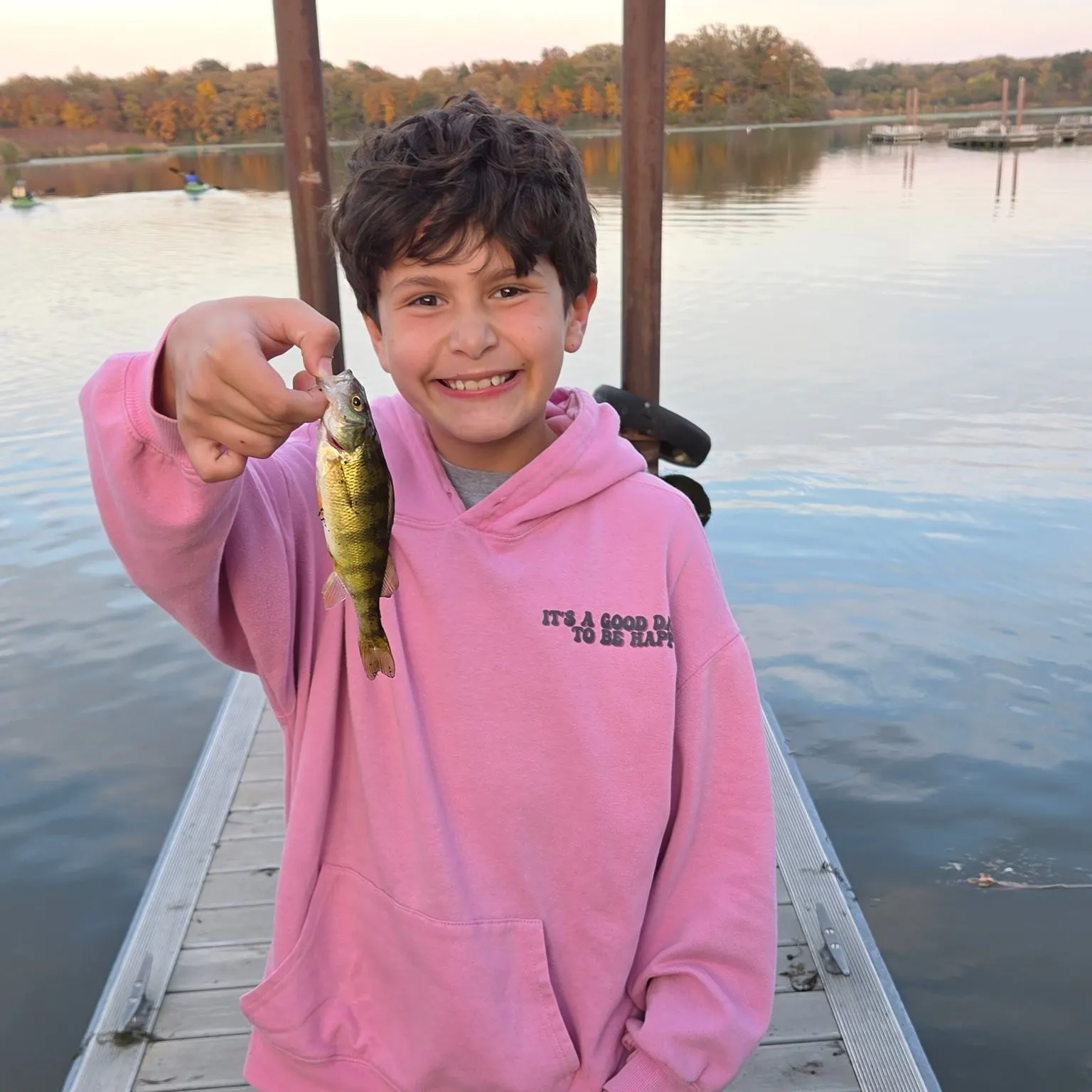 Yellow perch caught on Fishbrain