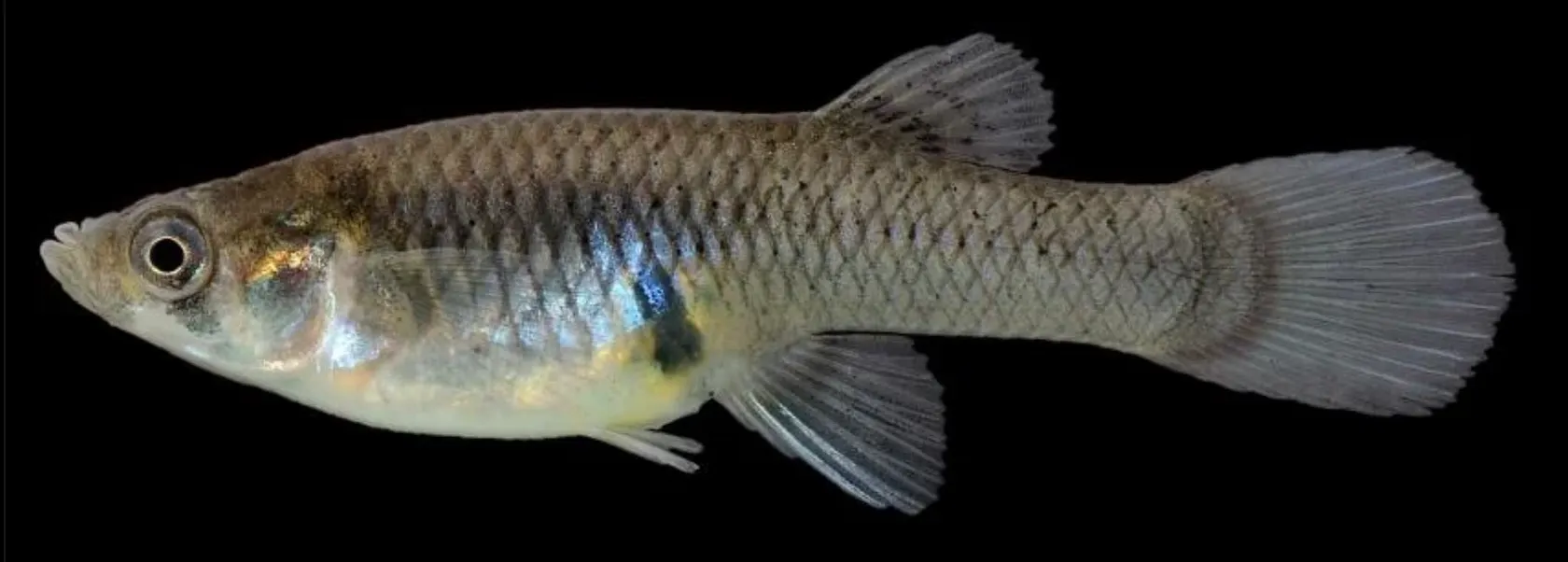 Baitfish