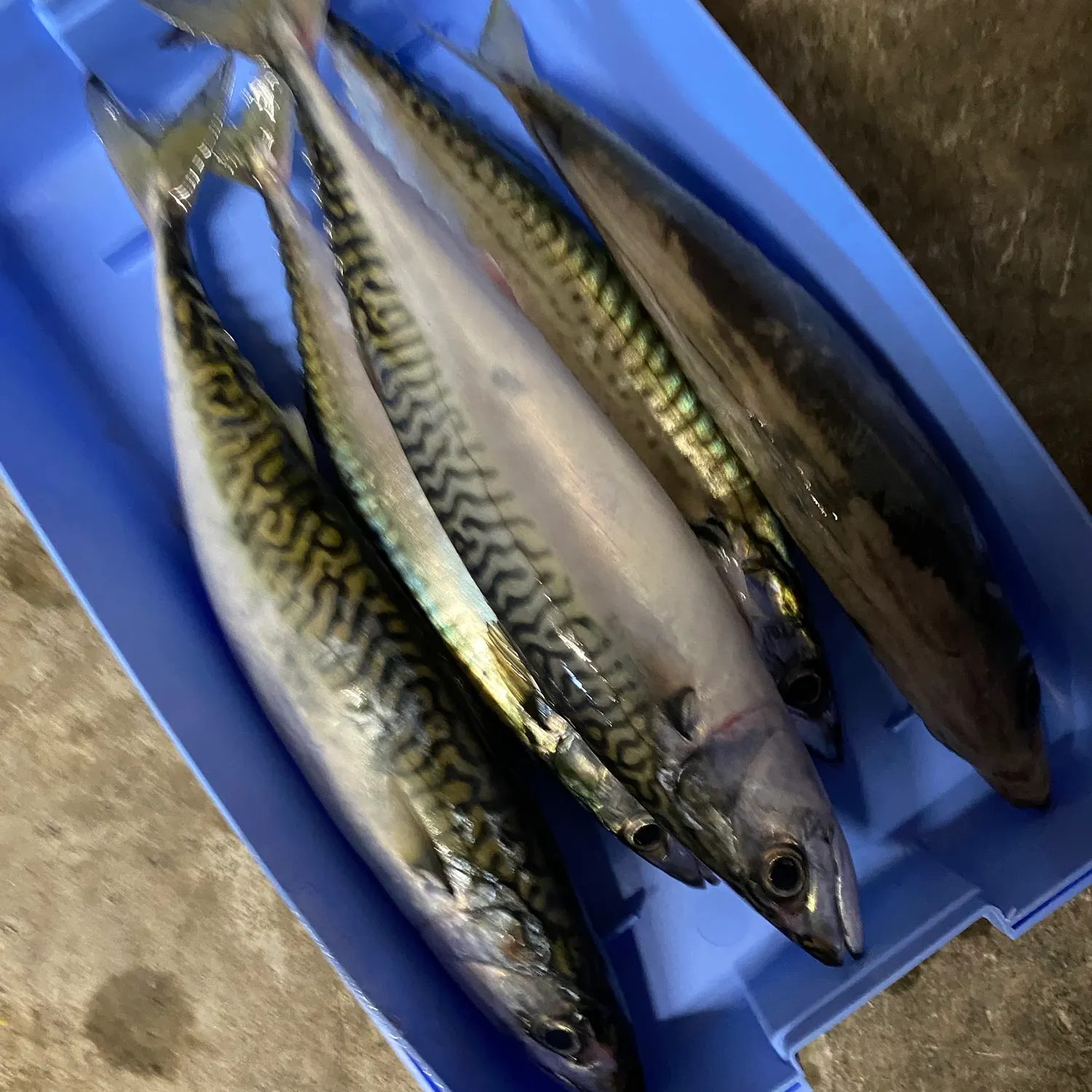 Atlantic mackerel caught on Fishbrain