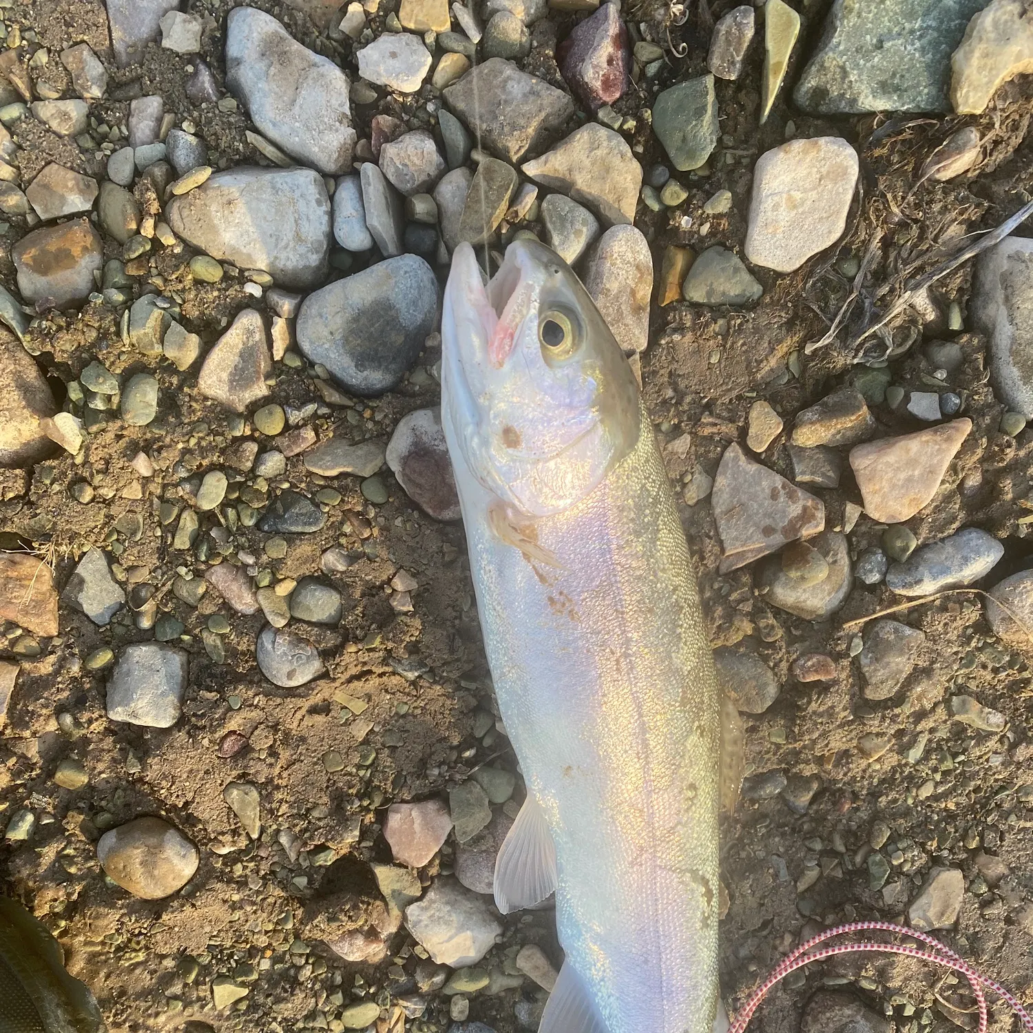 The most recent Kokanee salmon catches on Fishbrain