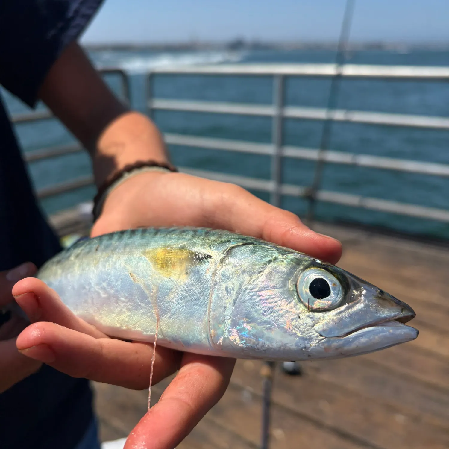 Pacific chub mackerel caught on Fishbrain
