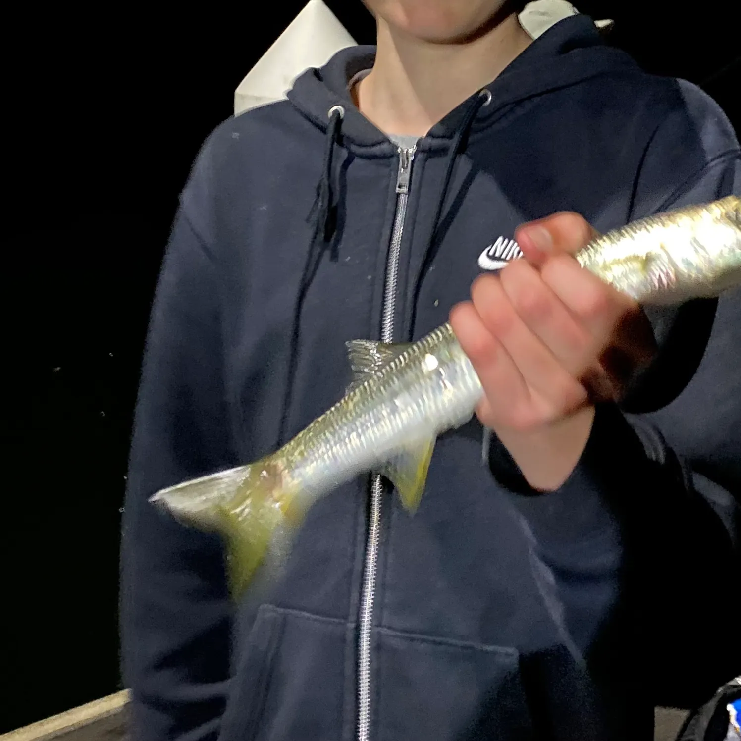 The most recent Common pike conger catches on Fishbrain