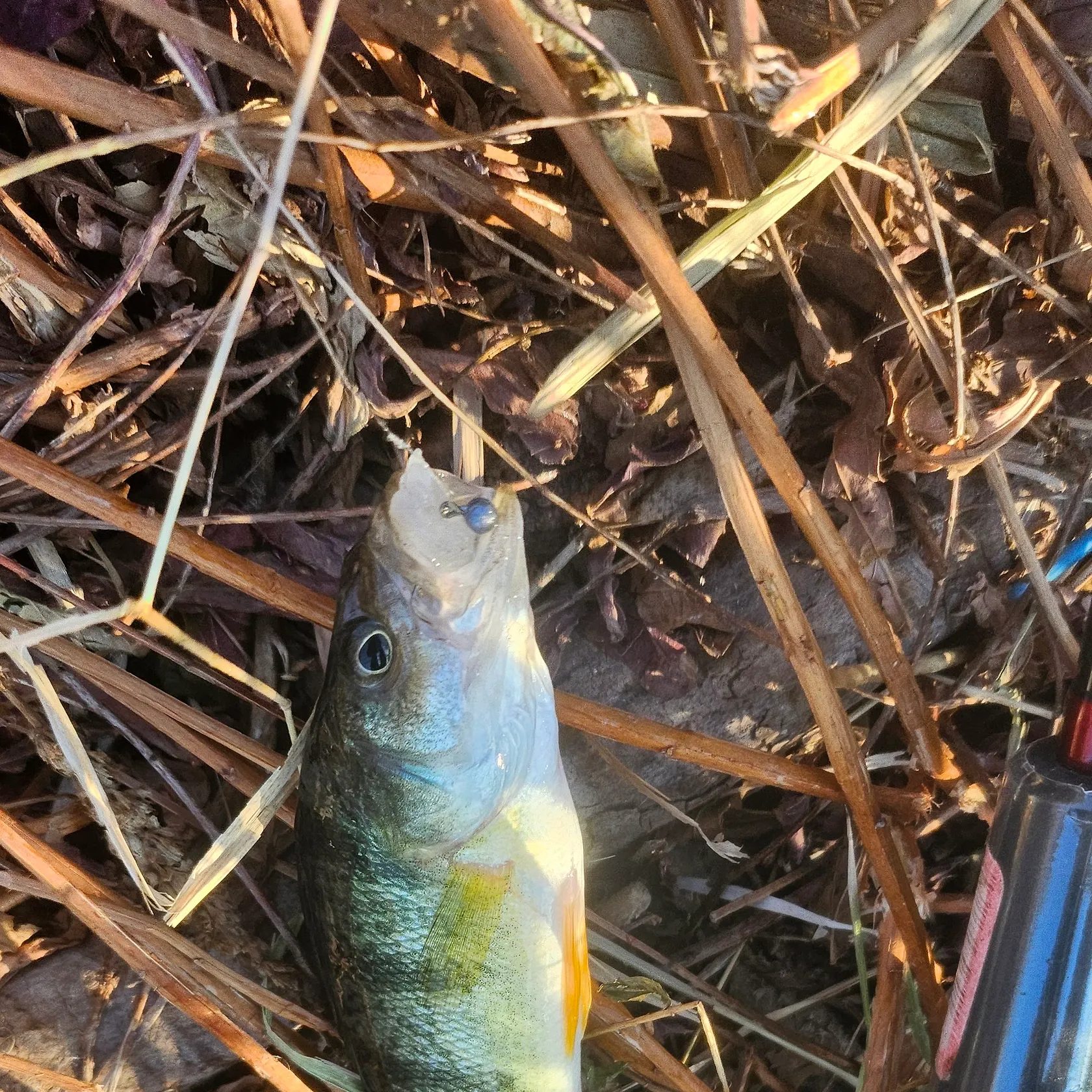 Yellow perch caught on Fishbrain