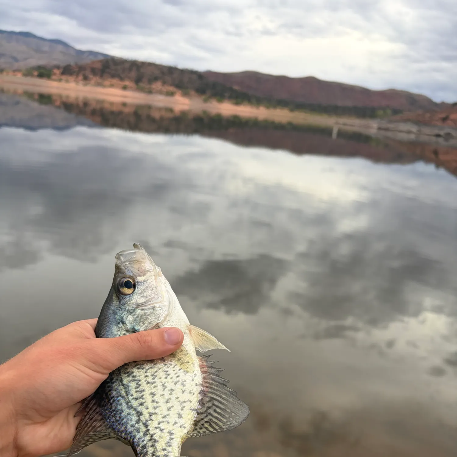 Black crappie caught on Fishbrain