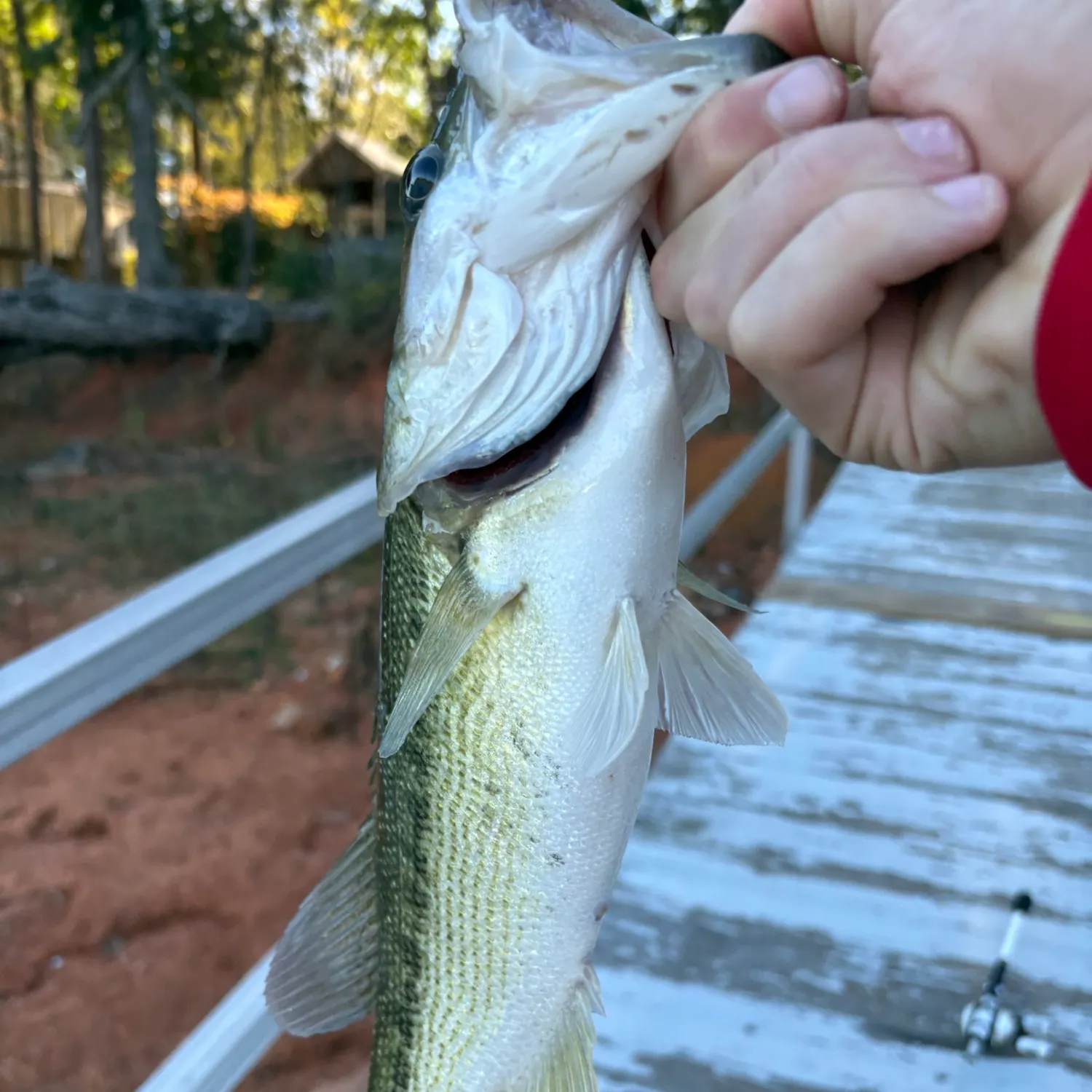 Fish caught on Fishbrain