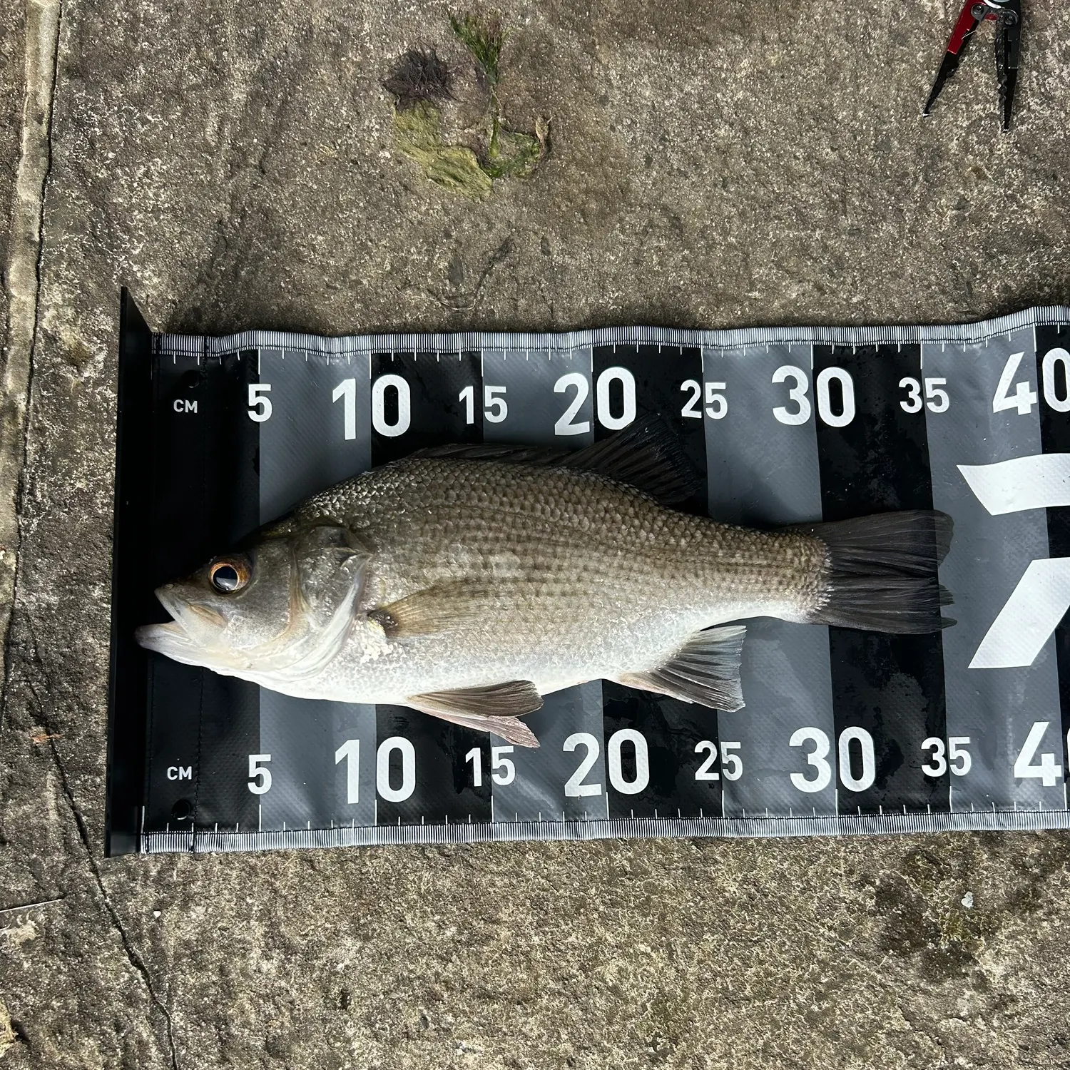 Estuary perch caught on Fishbrain