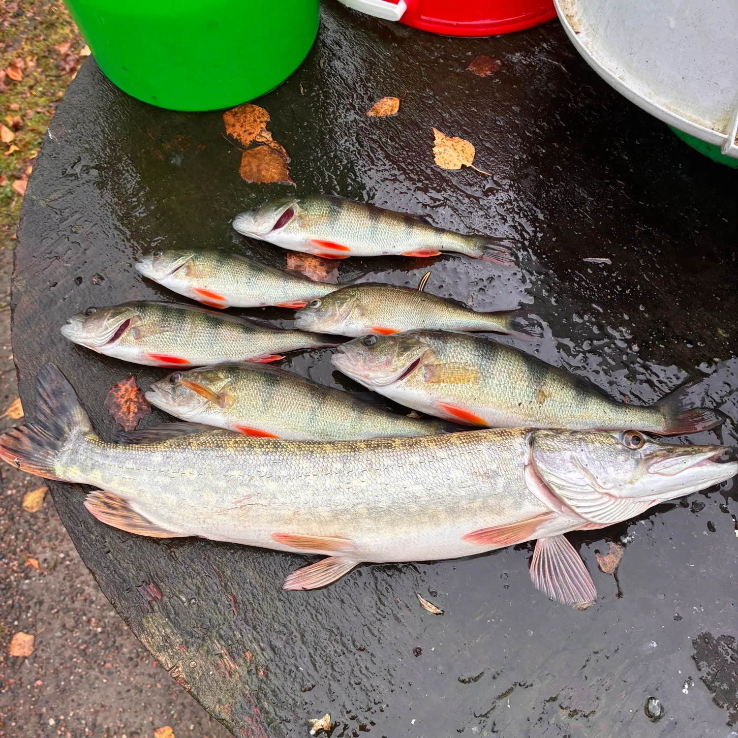 Northern pike caught on Fishbrain
