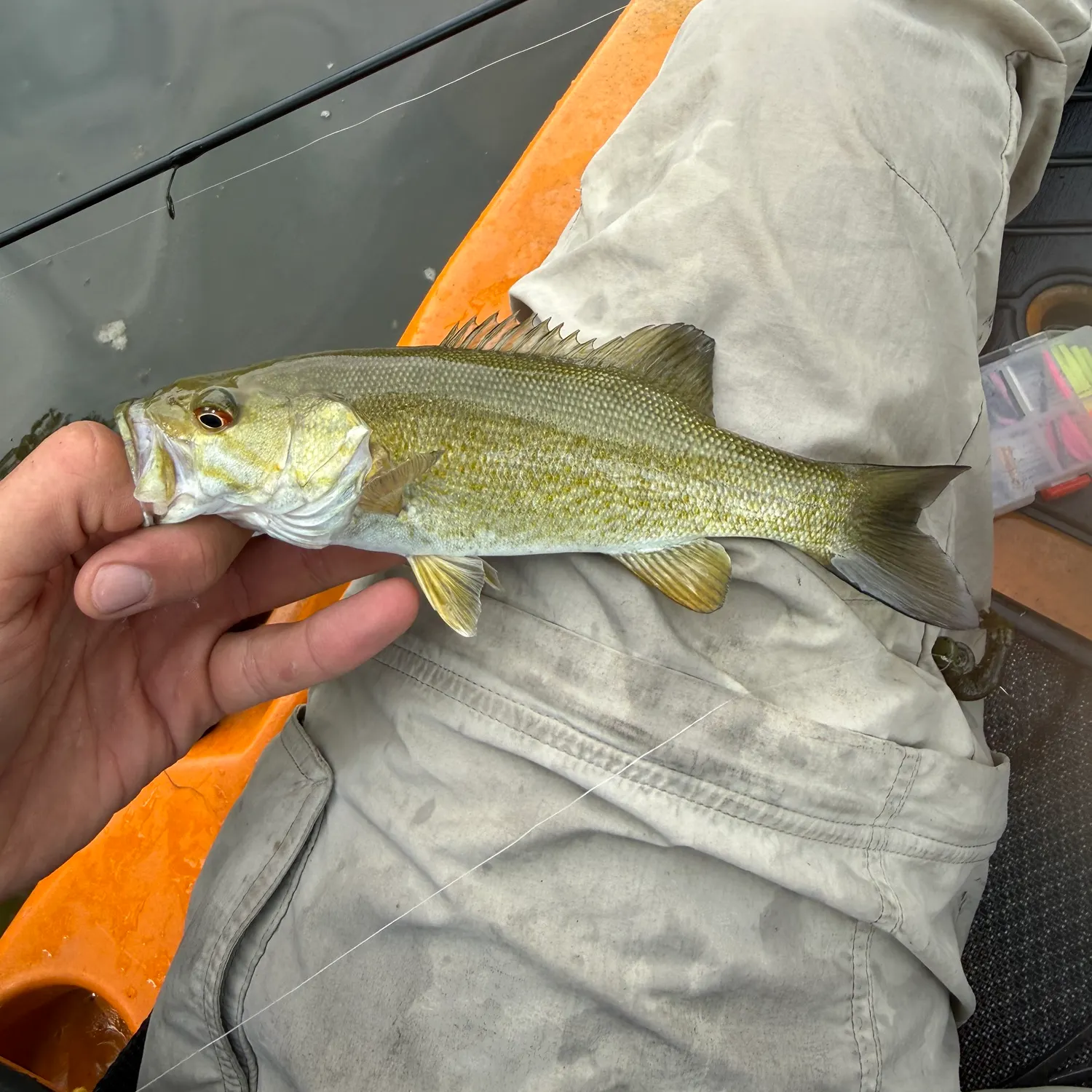 Smallmouth bass caught on Fishbrain