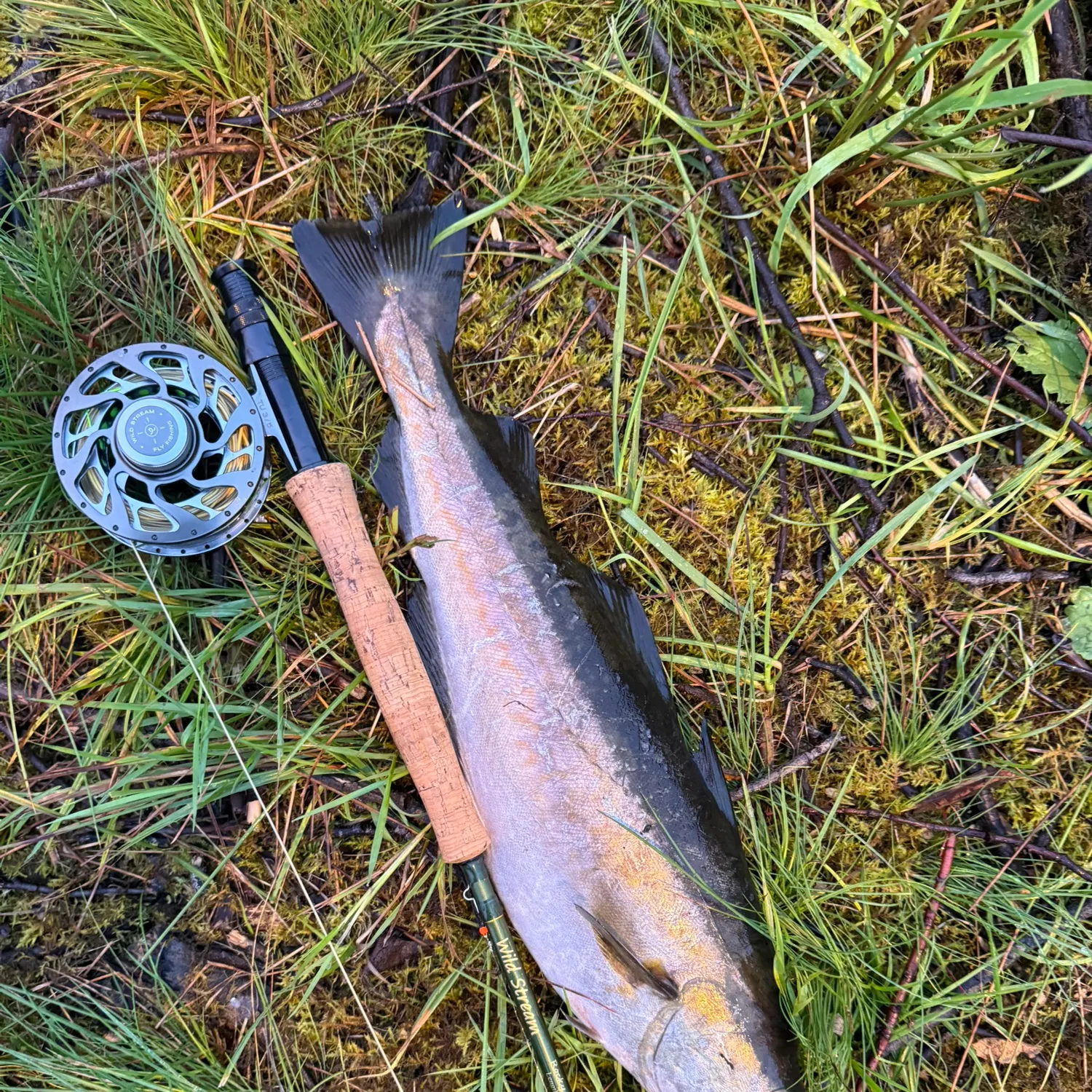 Pollack caught on Fishbrain