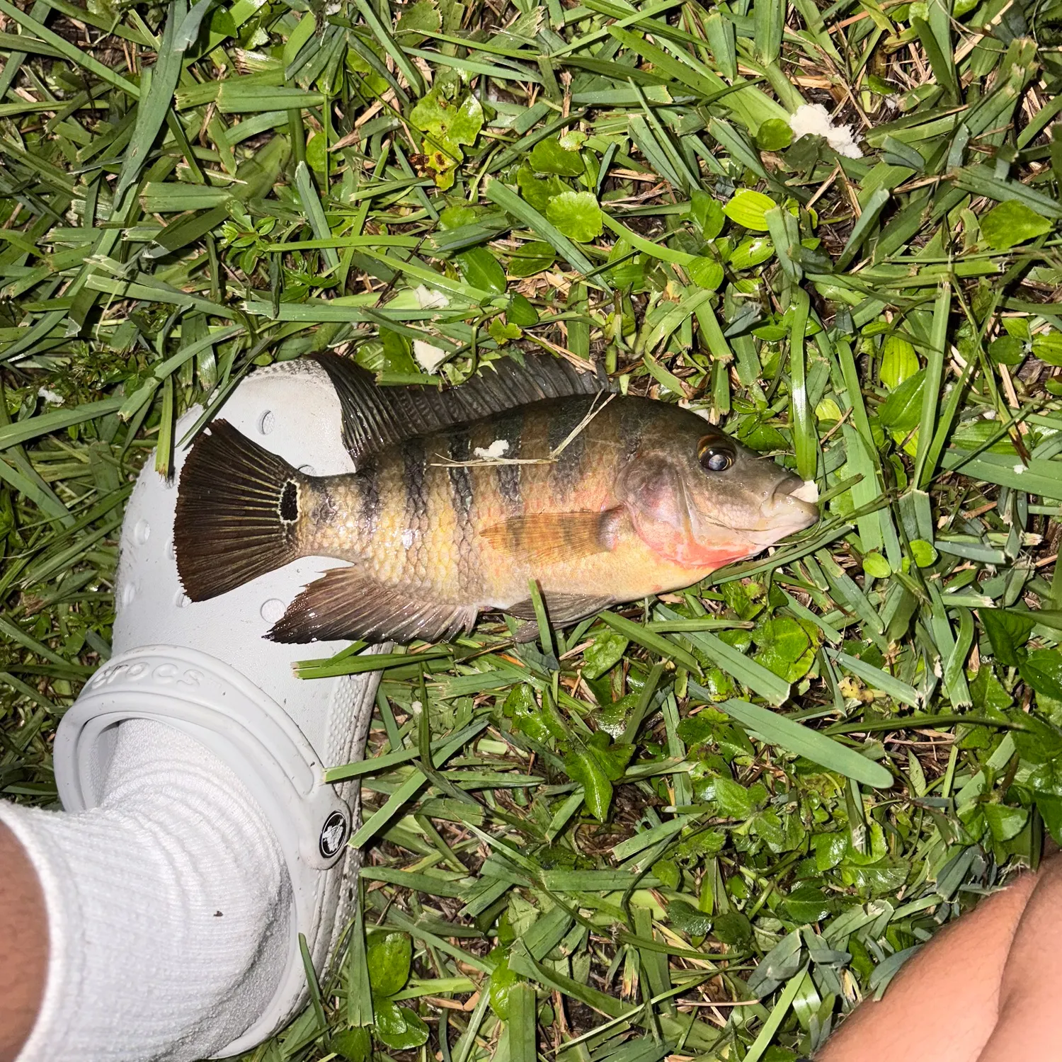 The most recent Mayan cichlid catches on Fishbrain