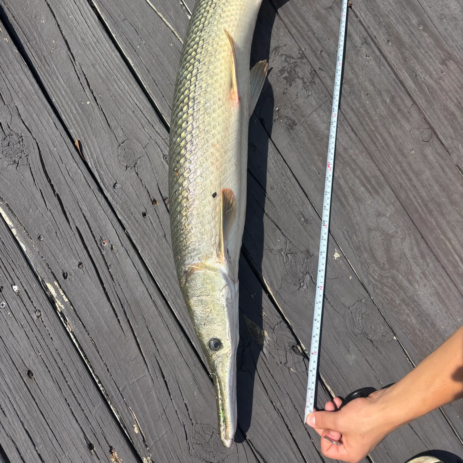Alligator gar caught on Fishbrain