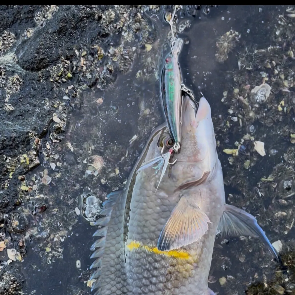 The most recent Spanish hogfish catches on Fishbrain
