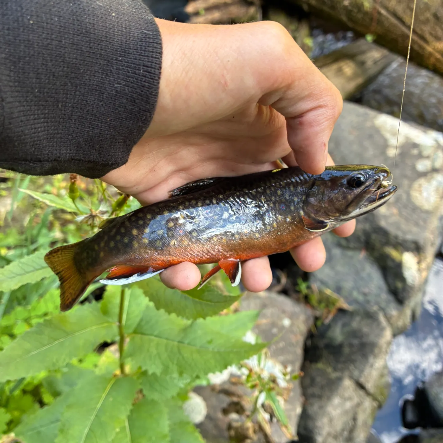 recently logged catches