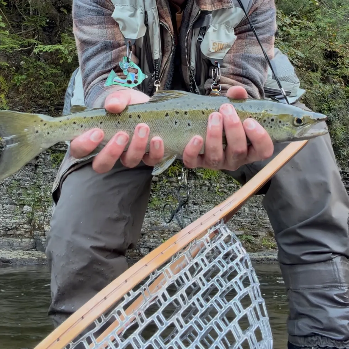 The most recent Landlocked atlantic salmon catches on Fishbrain