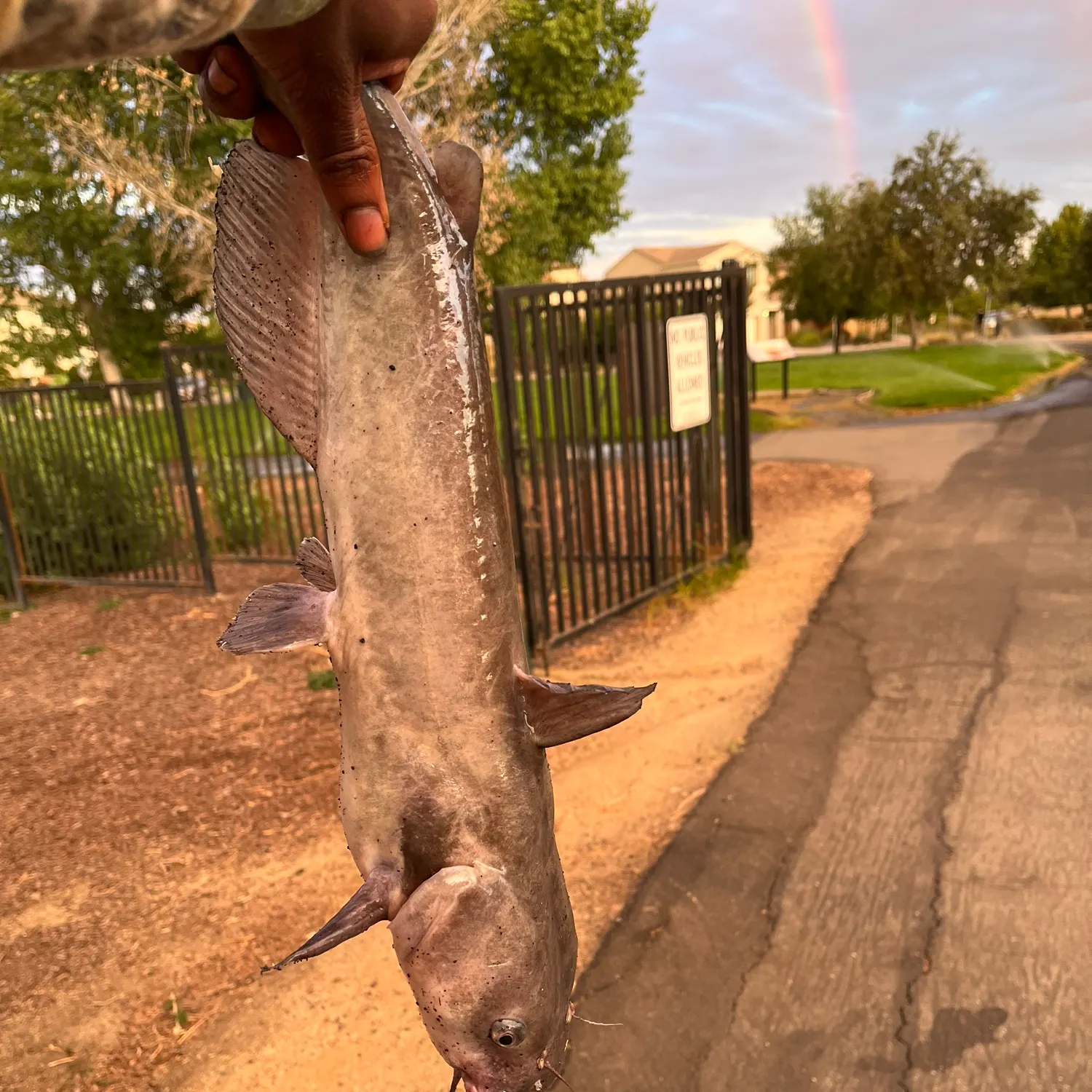 Channel catfish caught on Fishbrain