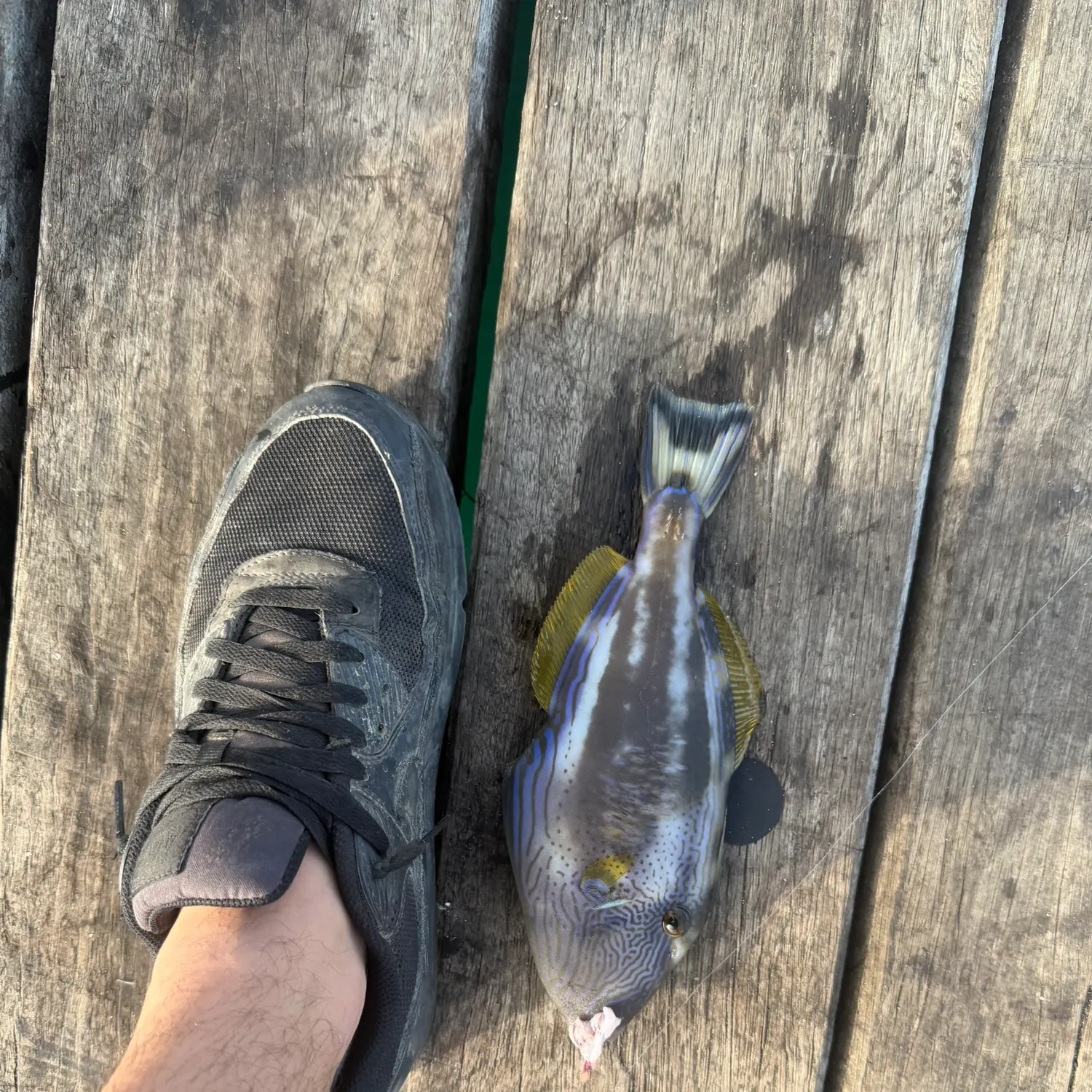 The most recent Yellowfin leatherjacket catches on Fishbrain
