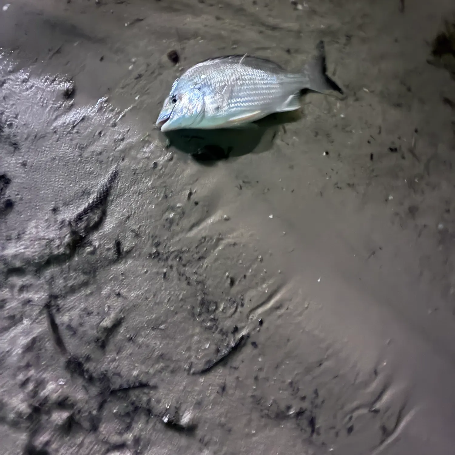 The most recent Surf bream catches on Fishbrain