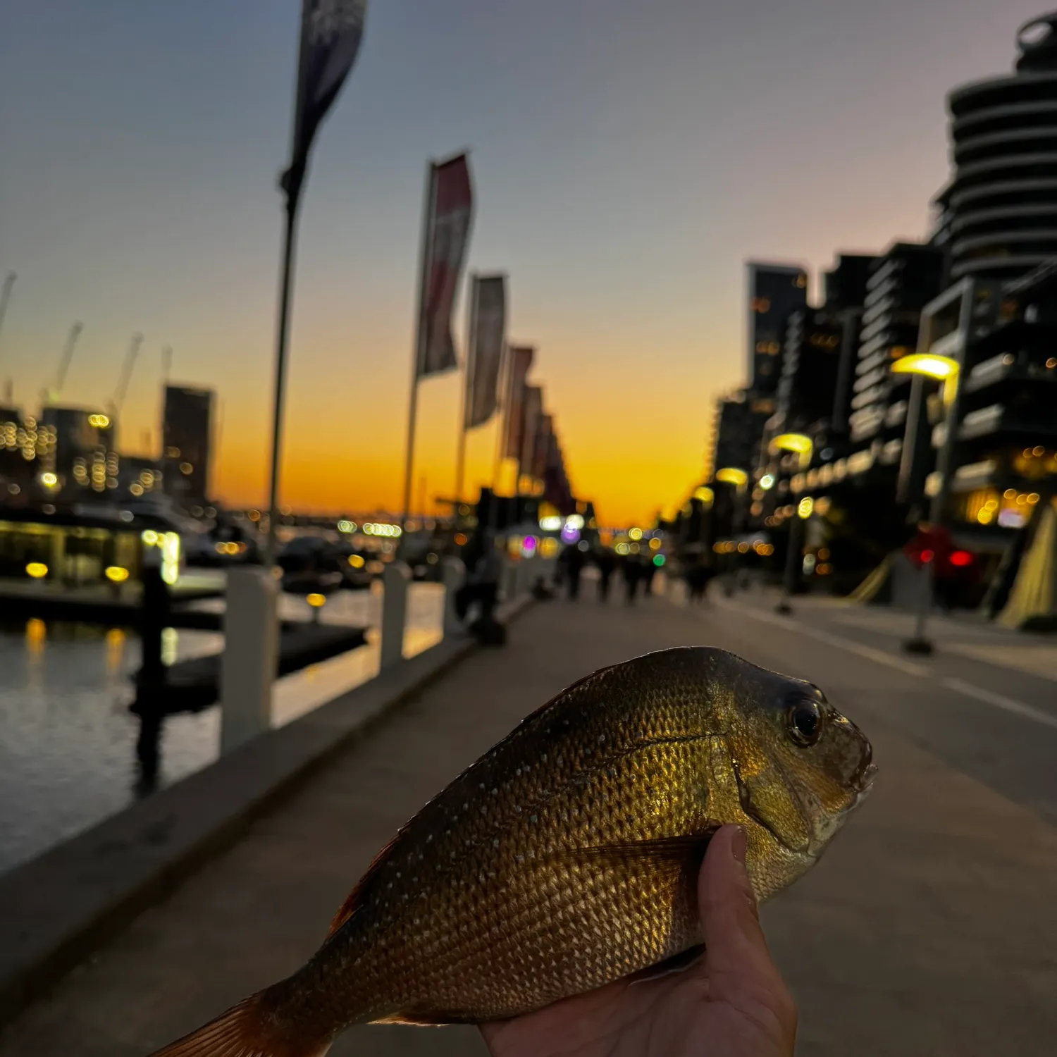 The most recent Australasian snapper catches on Fishbrain