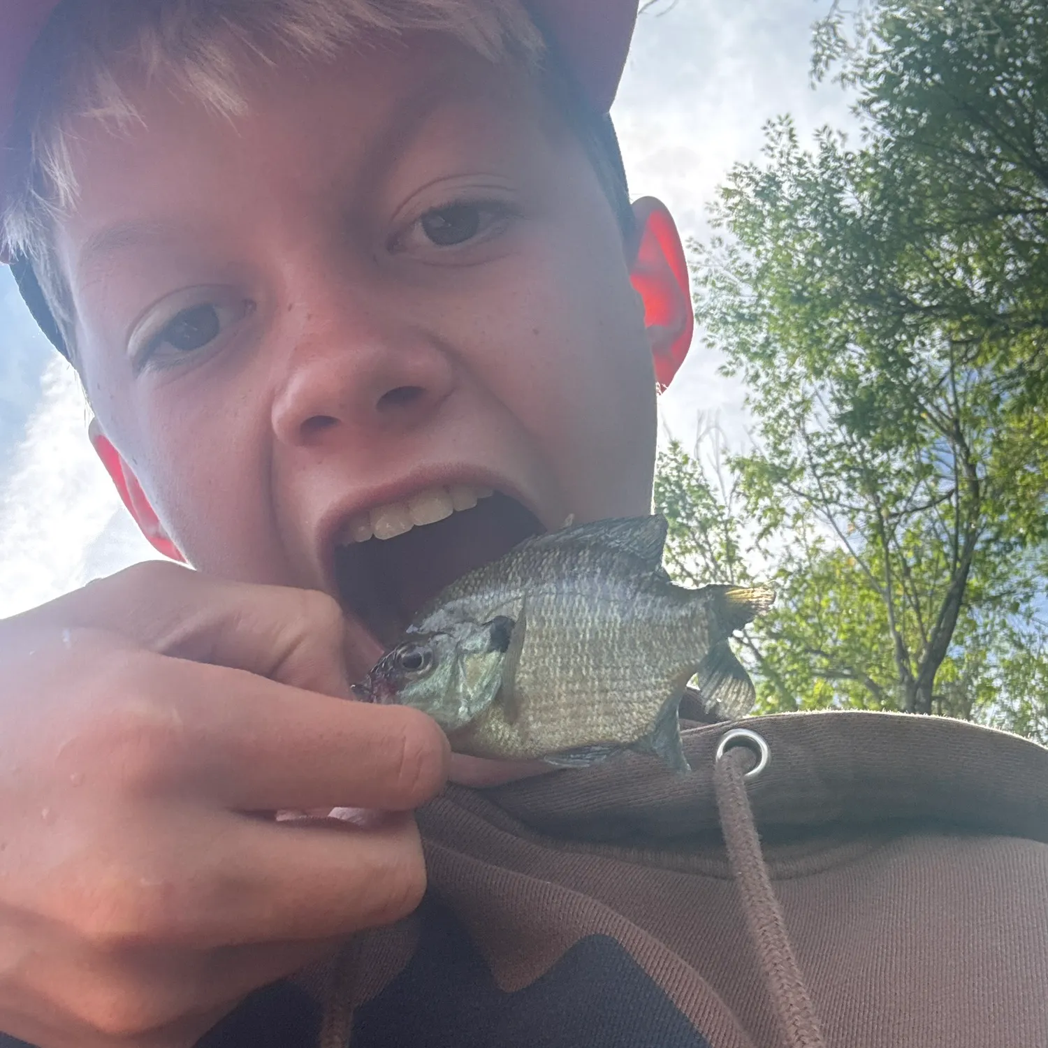 Green sunfish caught on Fishbrain